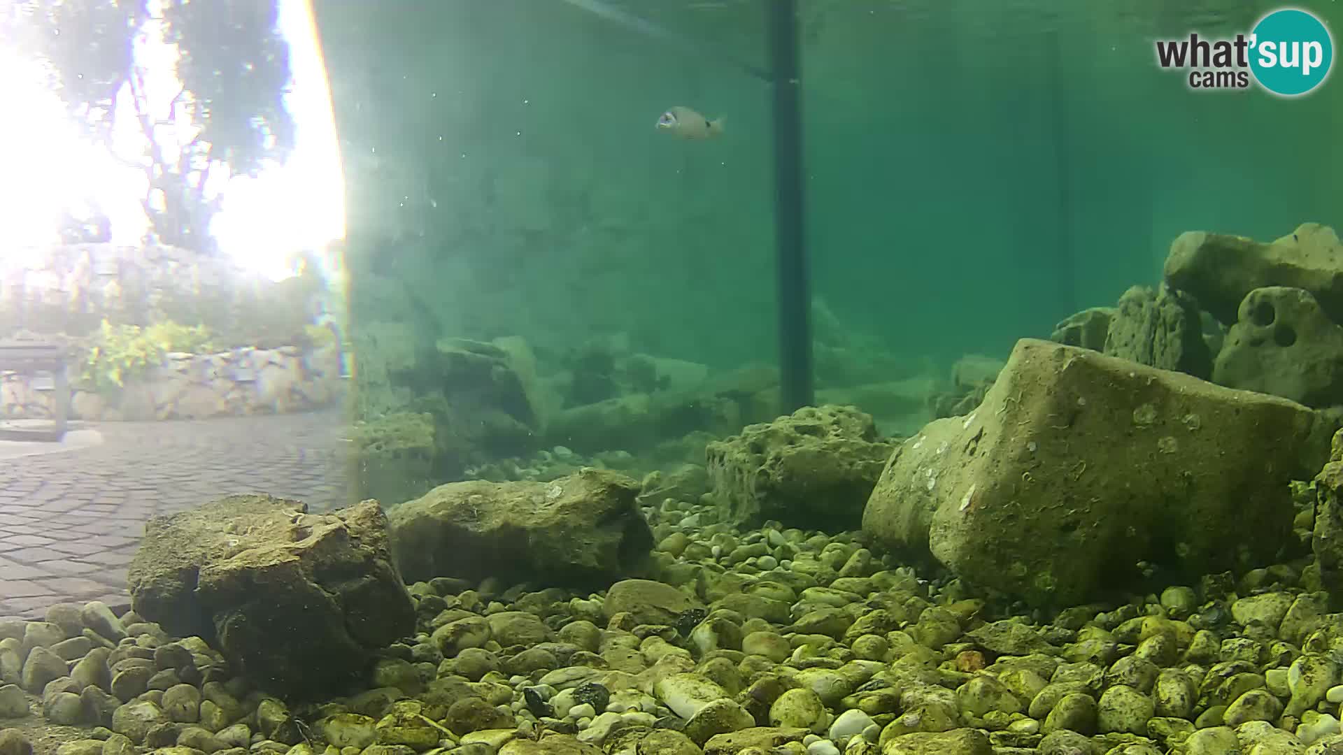 Outdoor Marine Aquarium Rogoznica webcam Croatia