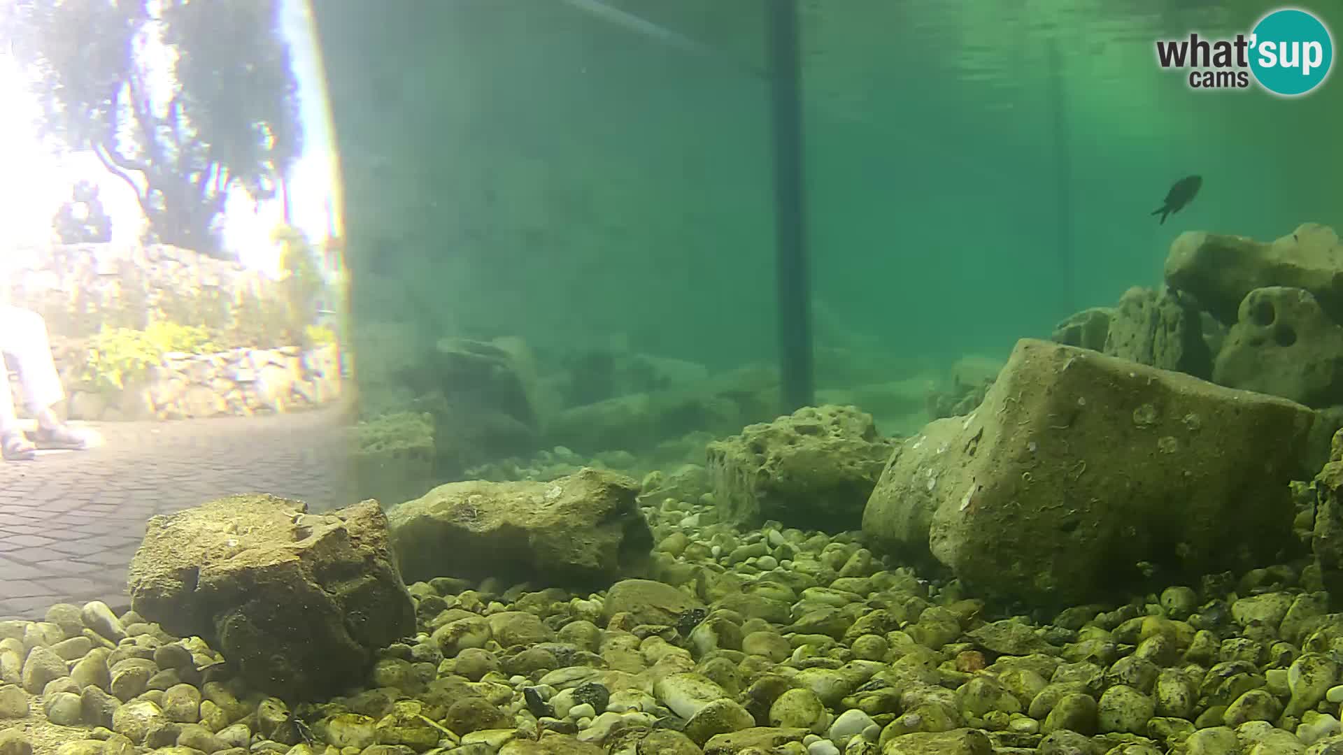 Webcam de l’aquarium marin extérieur de Rogoznica Croatie