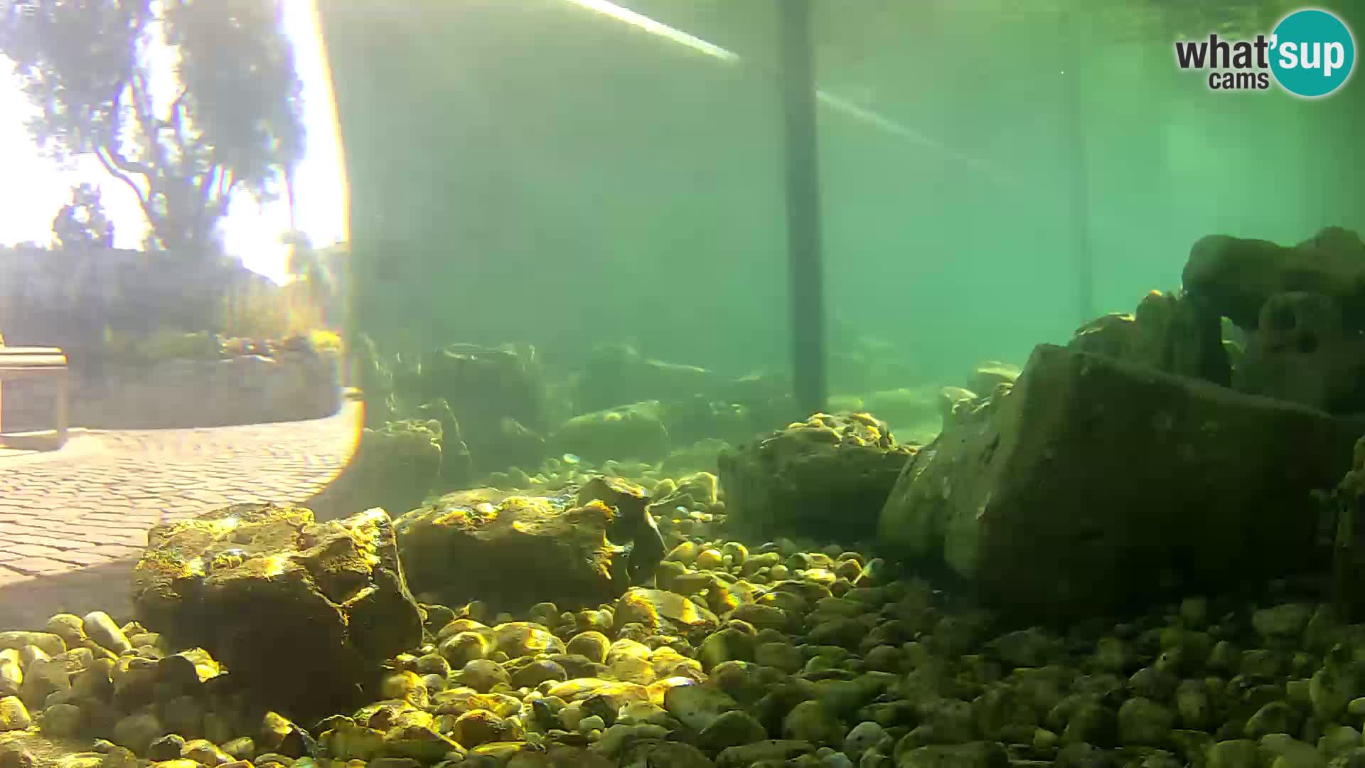 Webcam de l’aquarium marin extérieur de Rogoznica Croatie