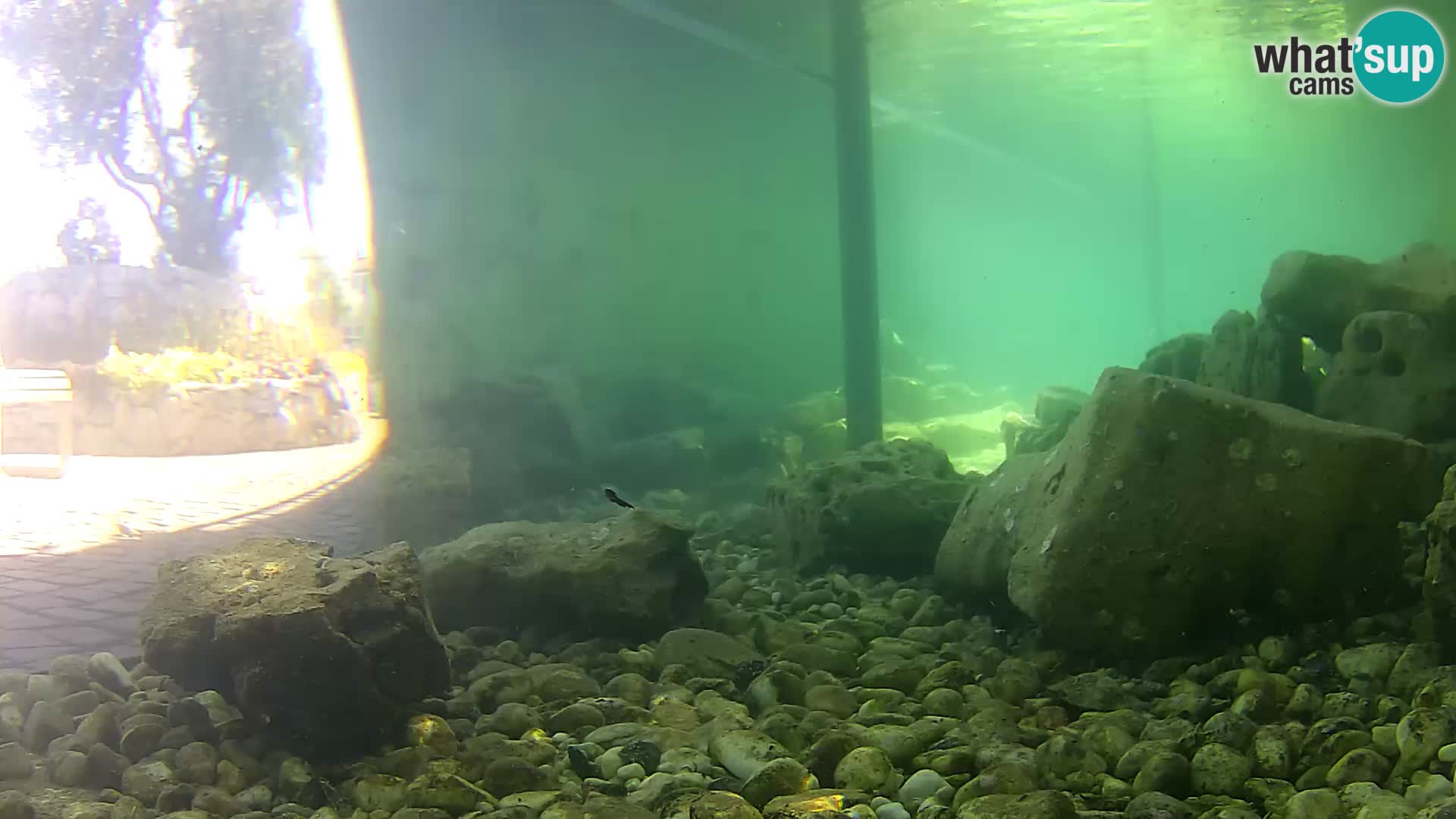 Webcam de l’aquarium marin extérieur de Rogoznica Croatie