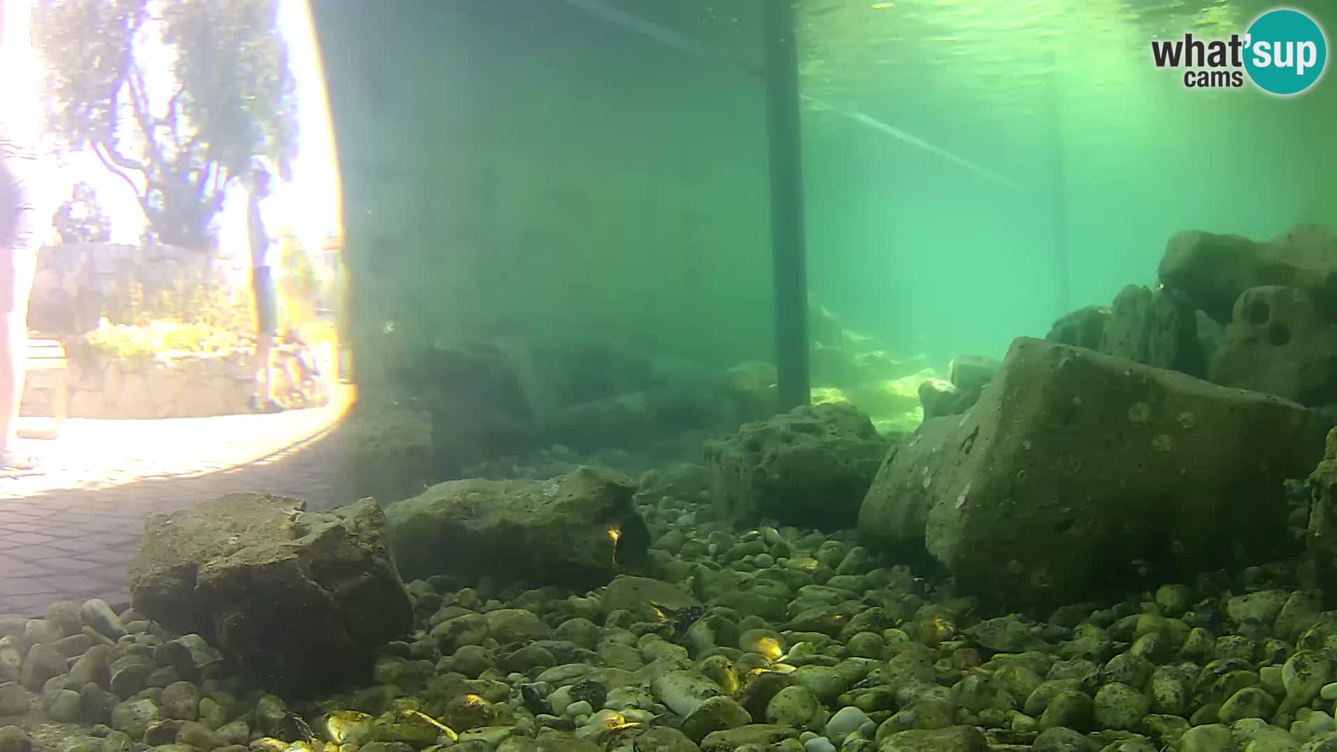 Webcam de l’aquarium marin extérieur de Rogoznica Croatie
