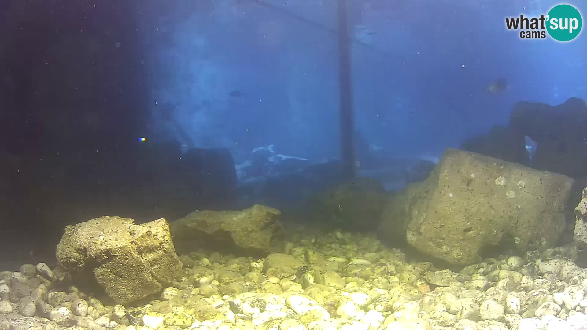 Acuario marino al aire libre Rogoznica webcam Croacia