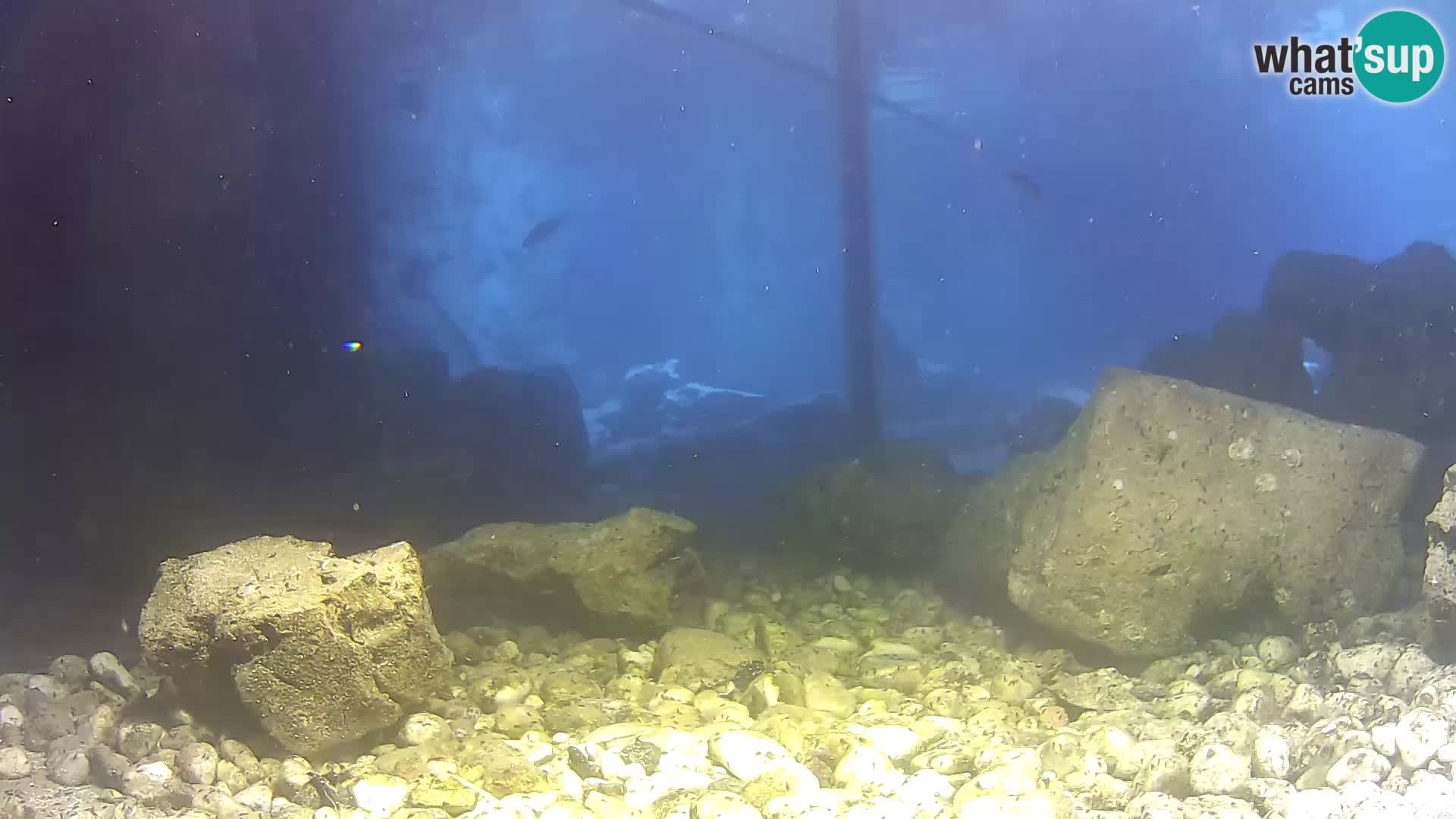 Aquario marino esterno –  Rogoznica livecam Croazia