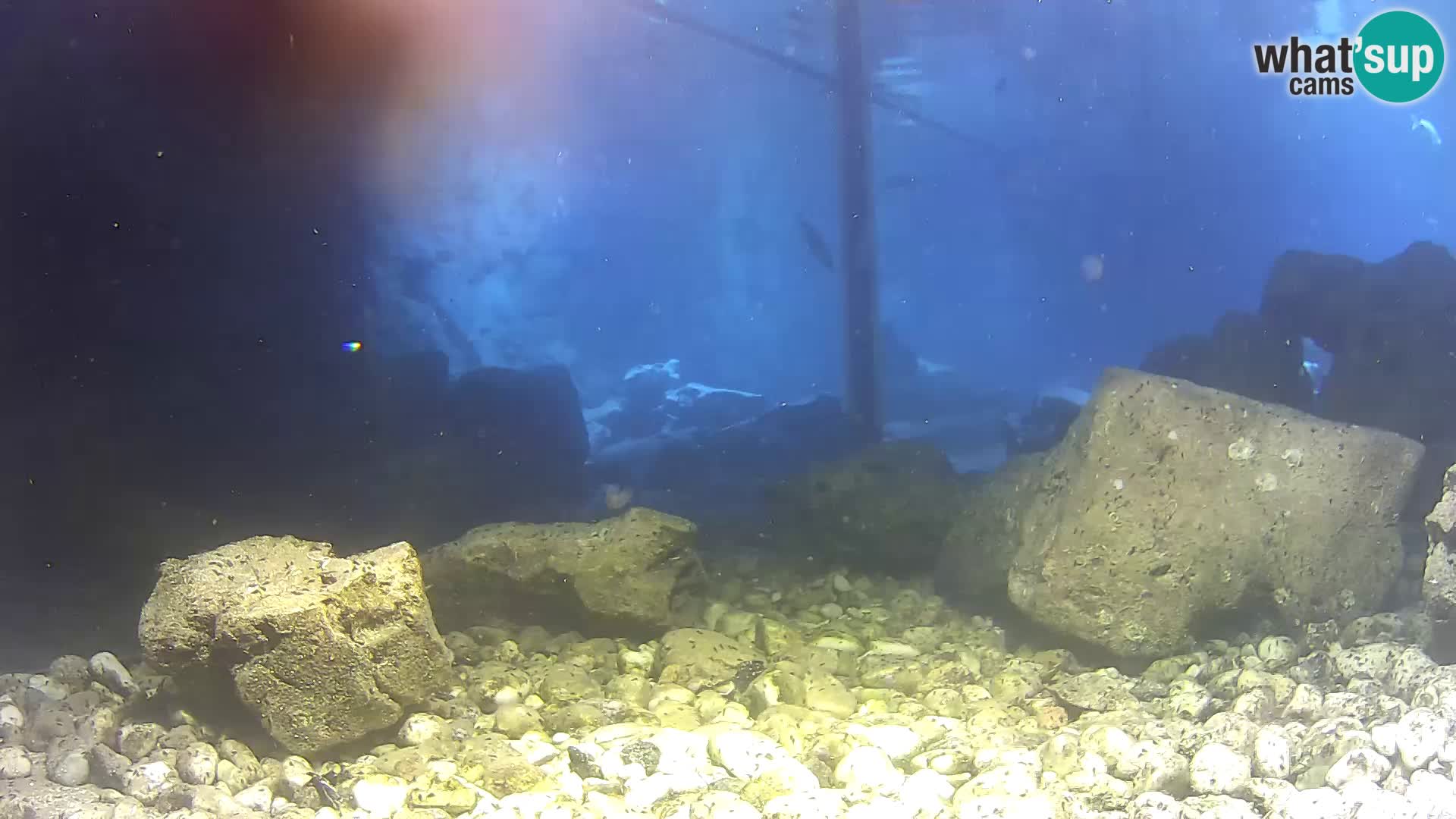 Marine Aquarium im Freien Rogoznica webcam Kroatien