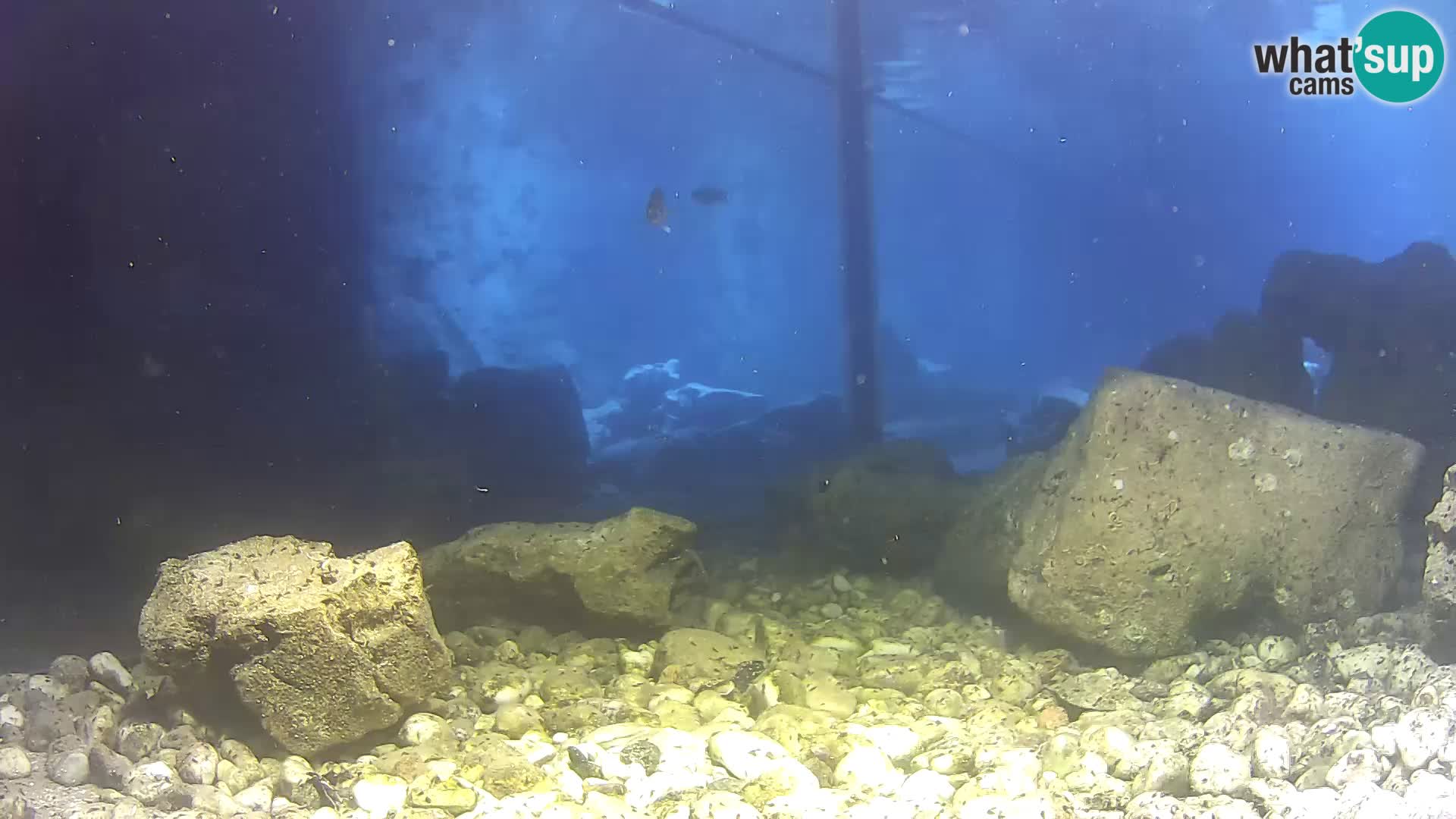 Outdoor Marine Aquarium Rogoznica webcam Croatia