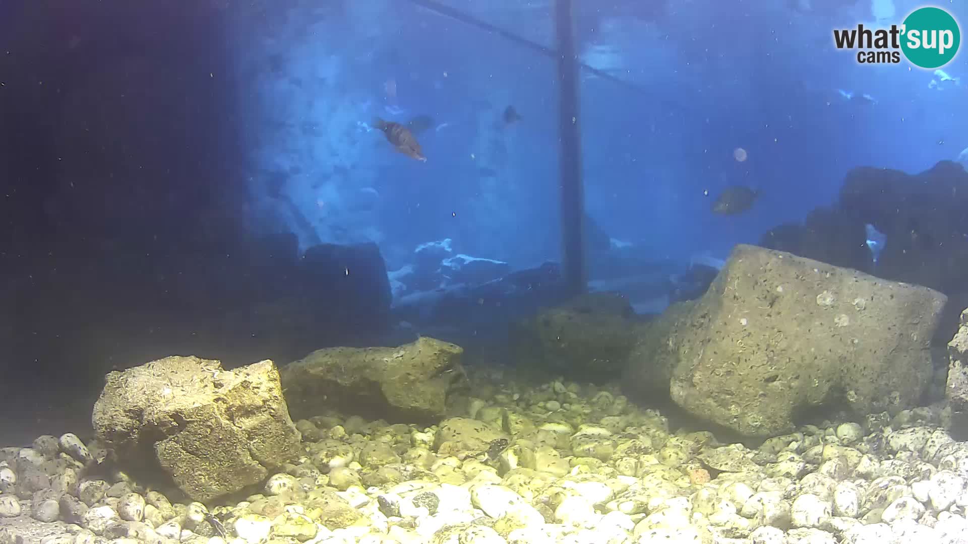 Webcam de l’aquarium marin extérieur de Rogoznica Croatie