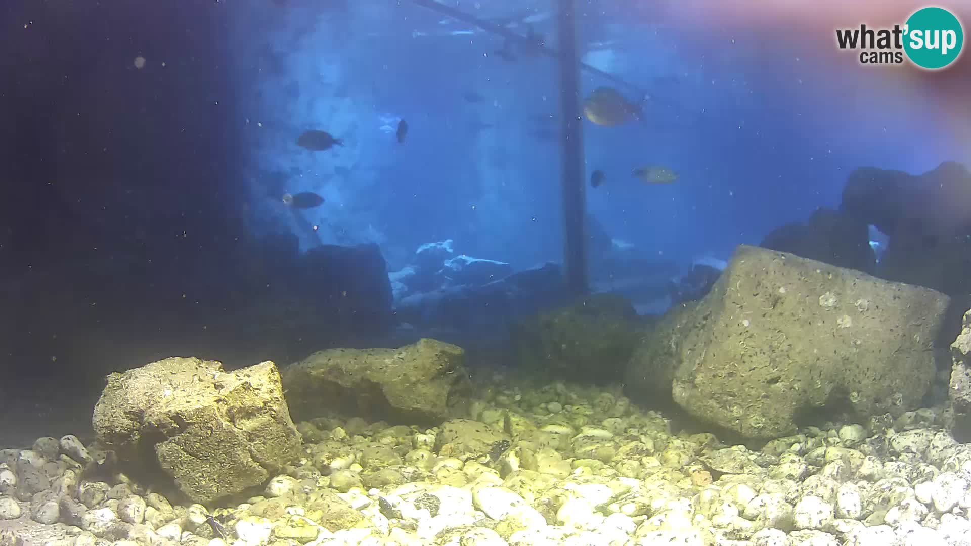 Aquario marino esterno –  Rogoznica livecam Croazia