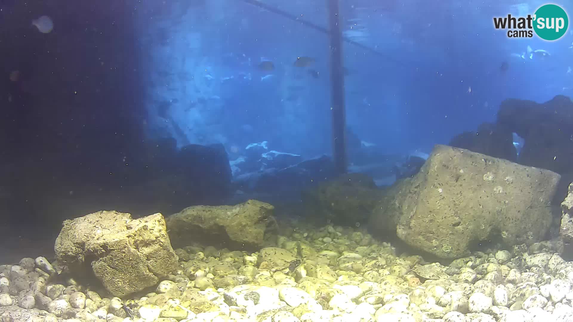 Webcam de l’aquarium marin extérieur de Rogoznica Croatie