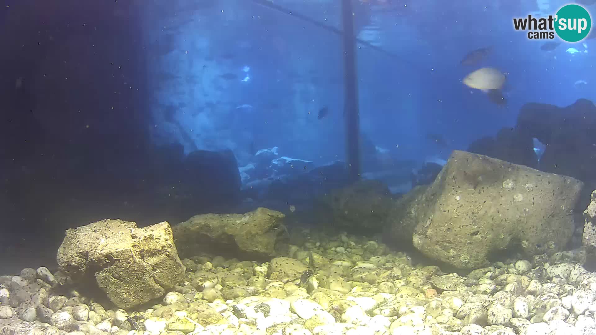 Aquario marino esterno –  Rogoznica livecam Croazia