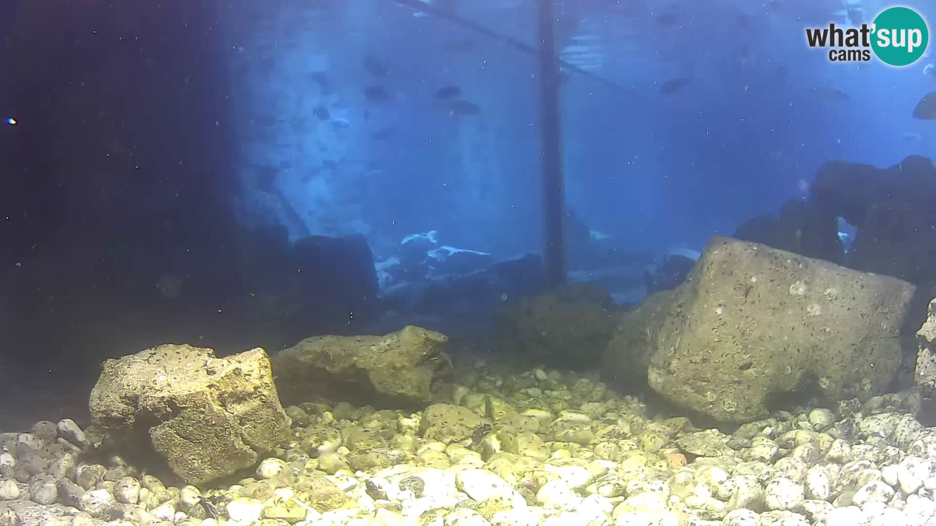 Marine Aquarium im Freien Rogoznica webcam Kroatien