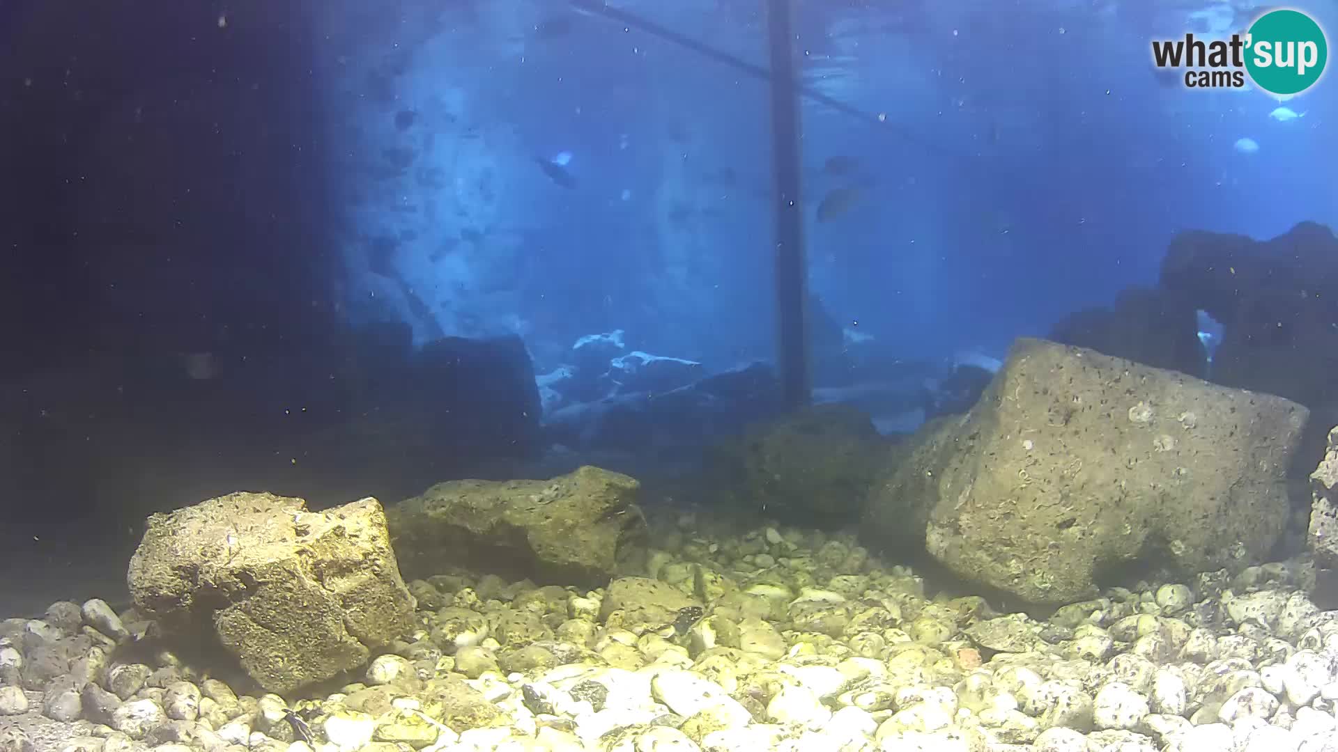 Aquario marino esterno –  Rogoznica livecam Croazia