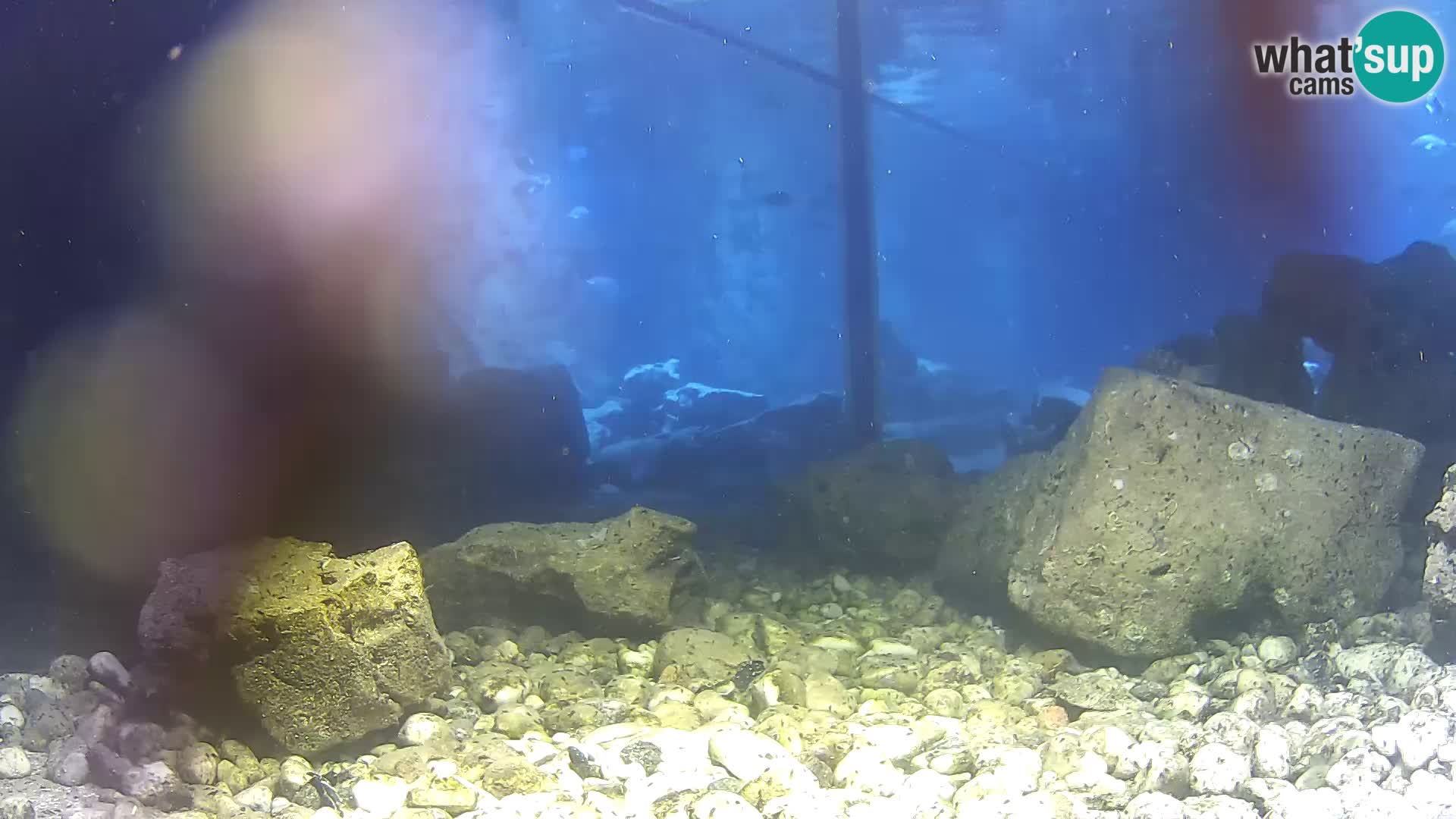 Zunanji morski akvarij Rogoznica spletna kamera Hrvaška