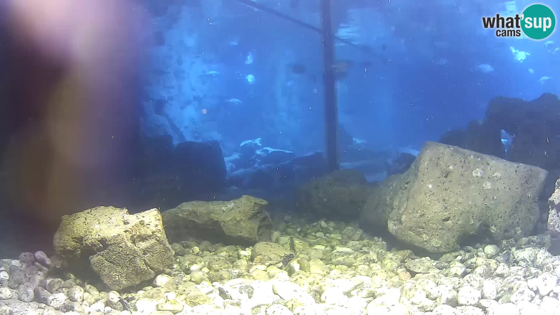 Outdoor Marine Aquarium Rogoznica webcam Croatia