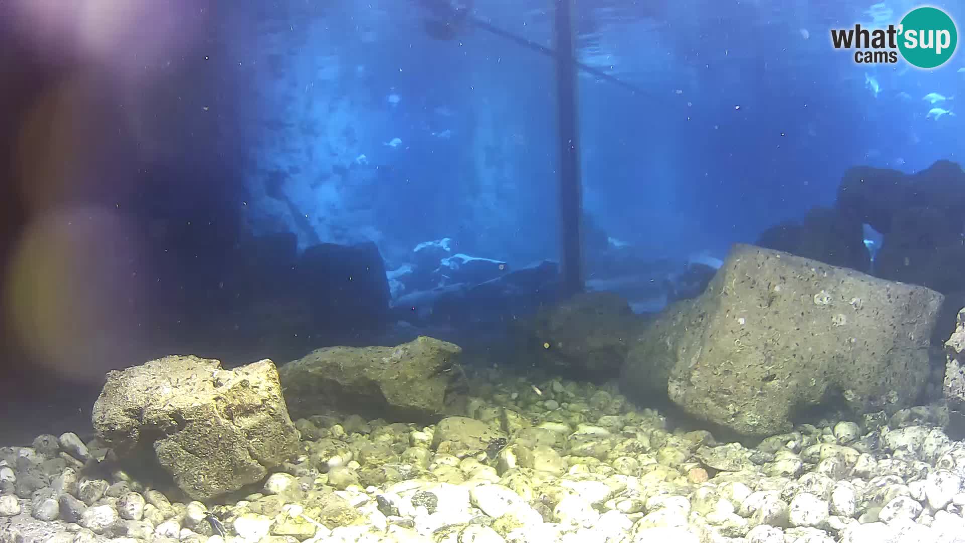 Webcam de l’aquarium marin extérieur de Rogoznica Croatie