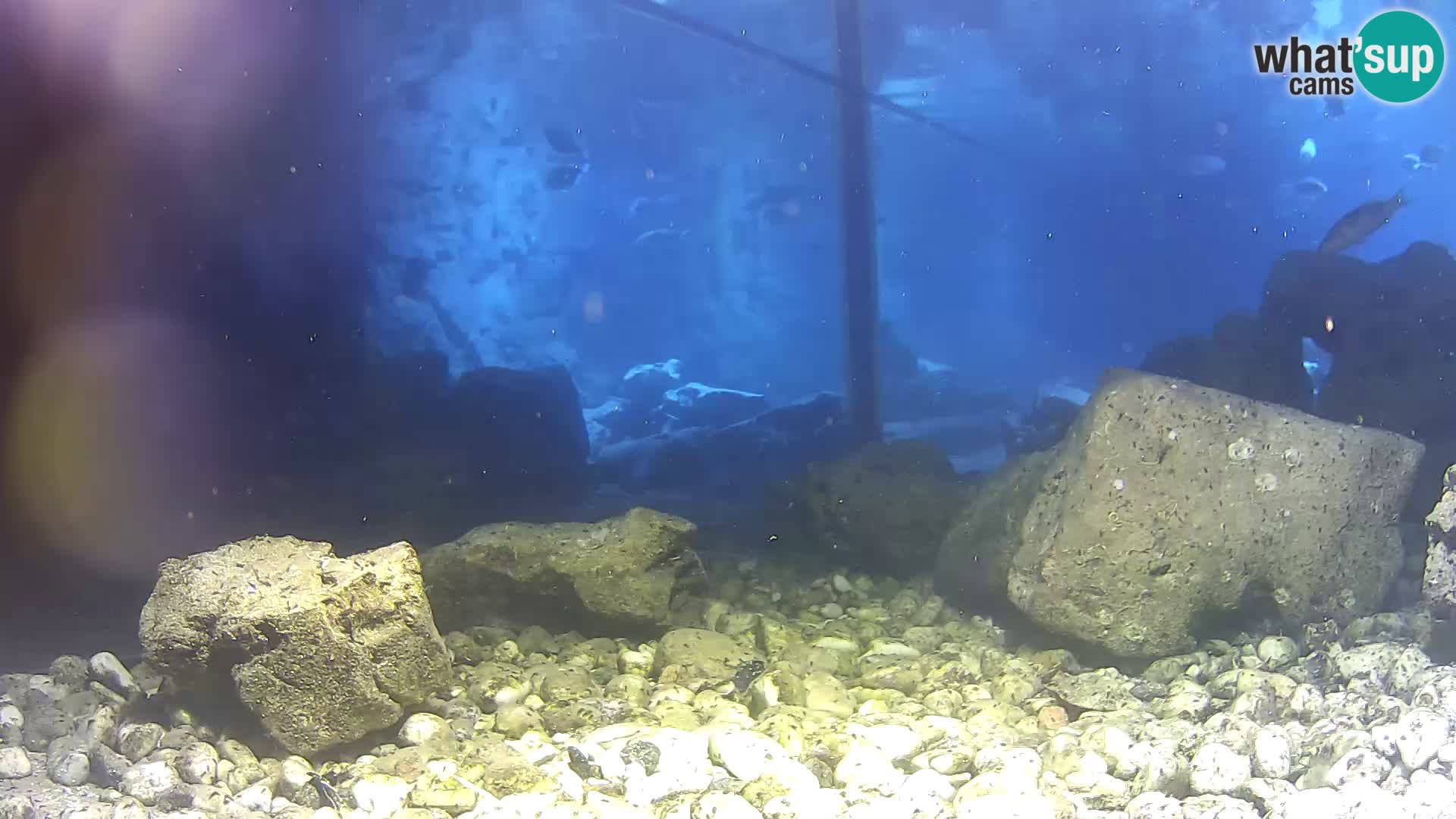 Zunanji morski akvarij Rogoznica spletna kamera Hrvaška