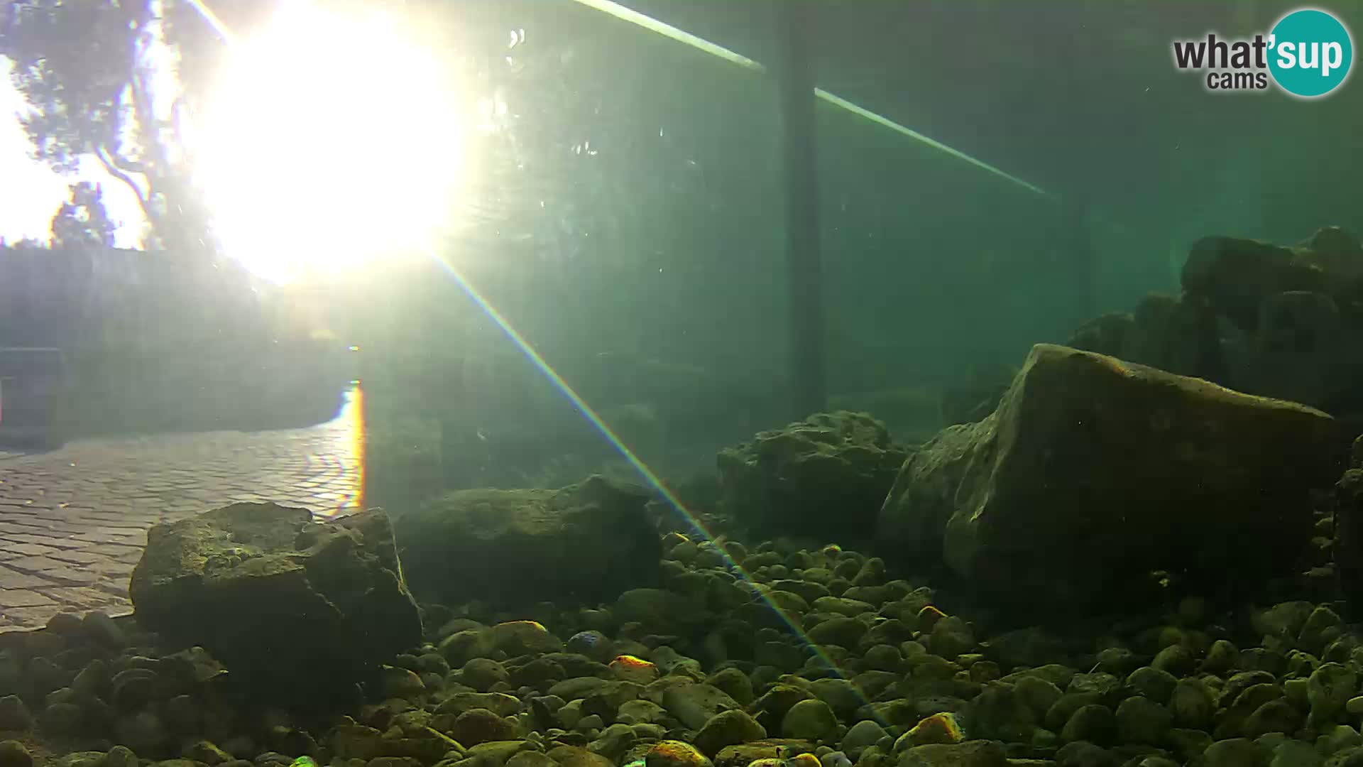 Acuario marino al aire libre Rogoznica webcam Croacia