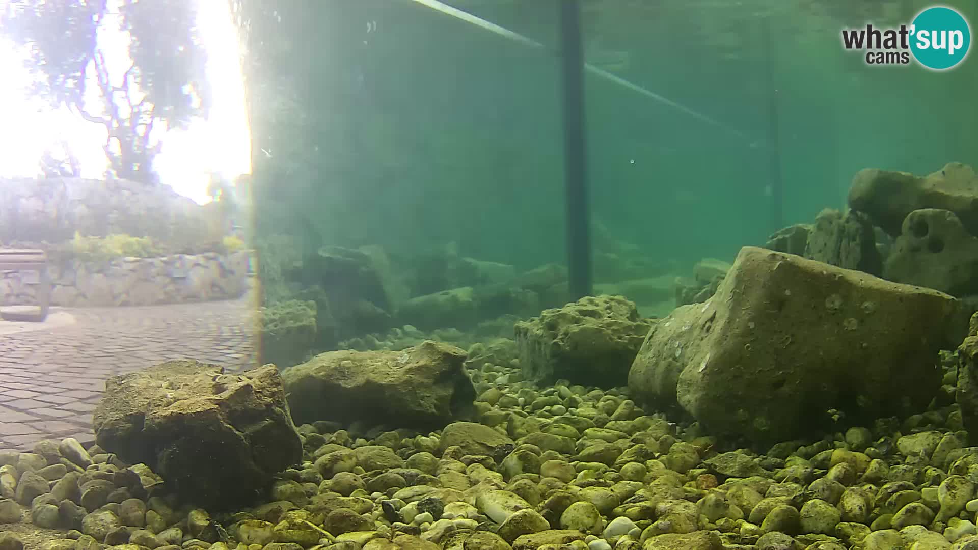Zunanji morski akvarij Rogoznica spletna kamera Hrvaška