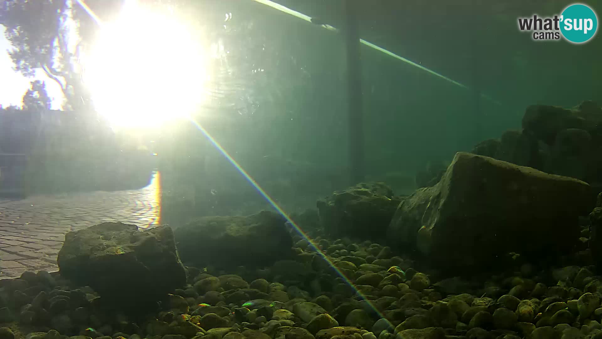 Acuario marino al aire libre Rogoznica webcam Croacia