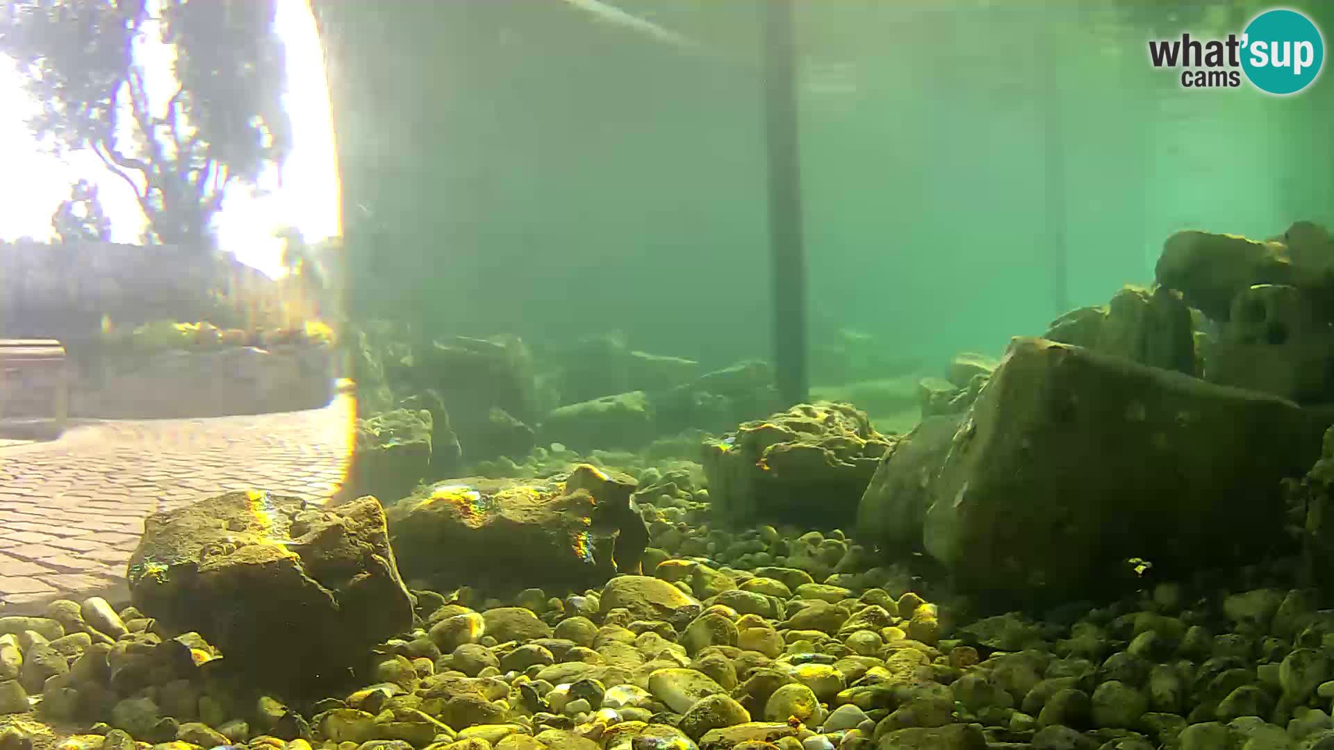 Aquario marino esterno –  Rogoznica livecam Croazia