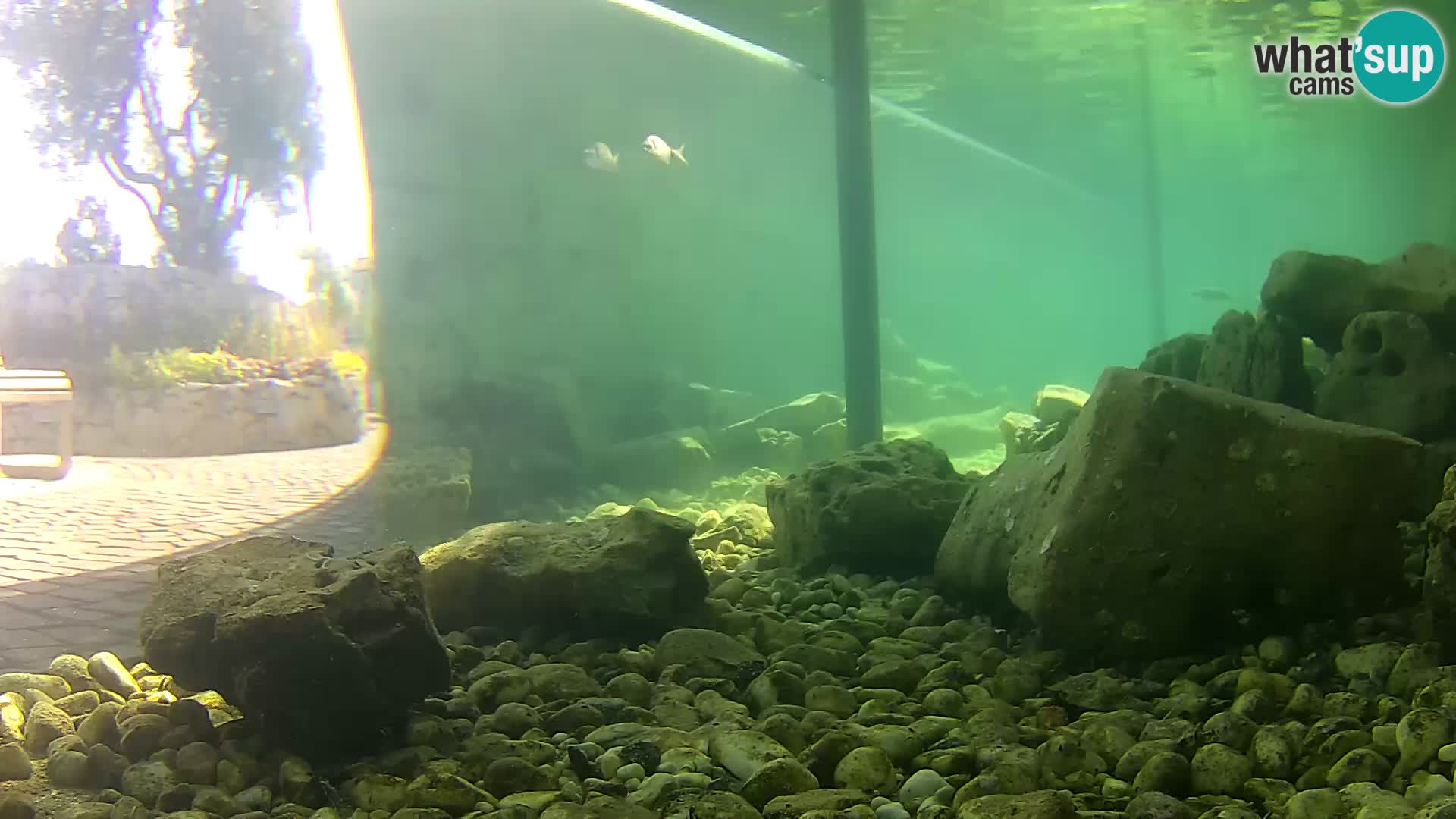 Acuario marino al aire libre Rogoznica webcam Croacia