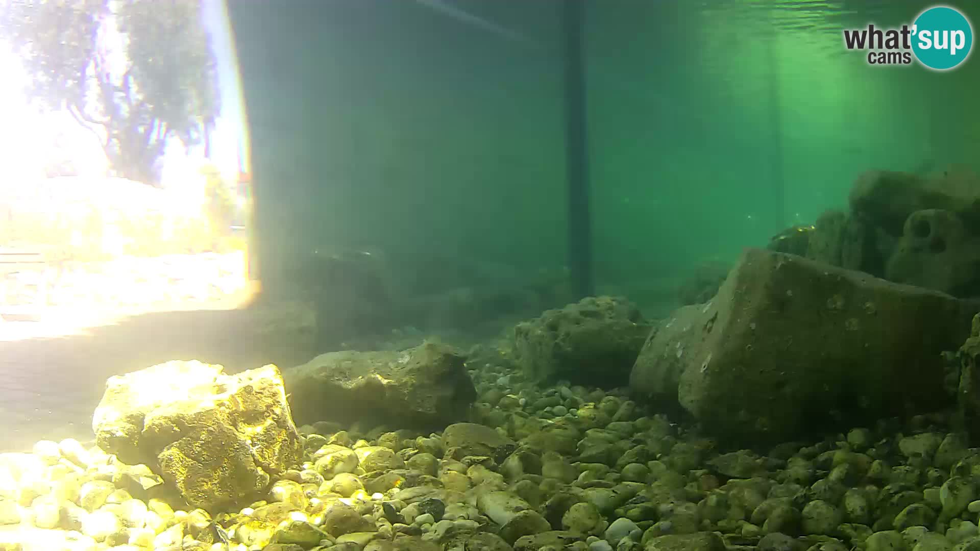 Webcam de l’aquarium marin extérieur de Rogoznica Croatie