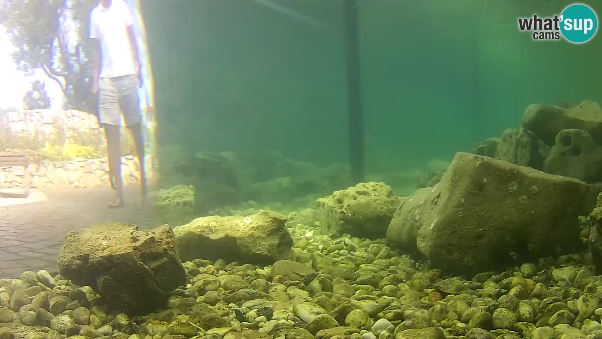 Acuario marino al aire libre Rogoznica webcam Croacia