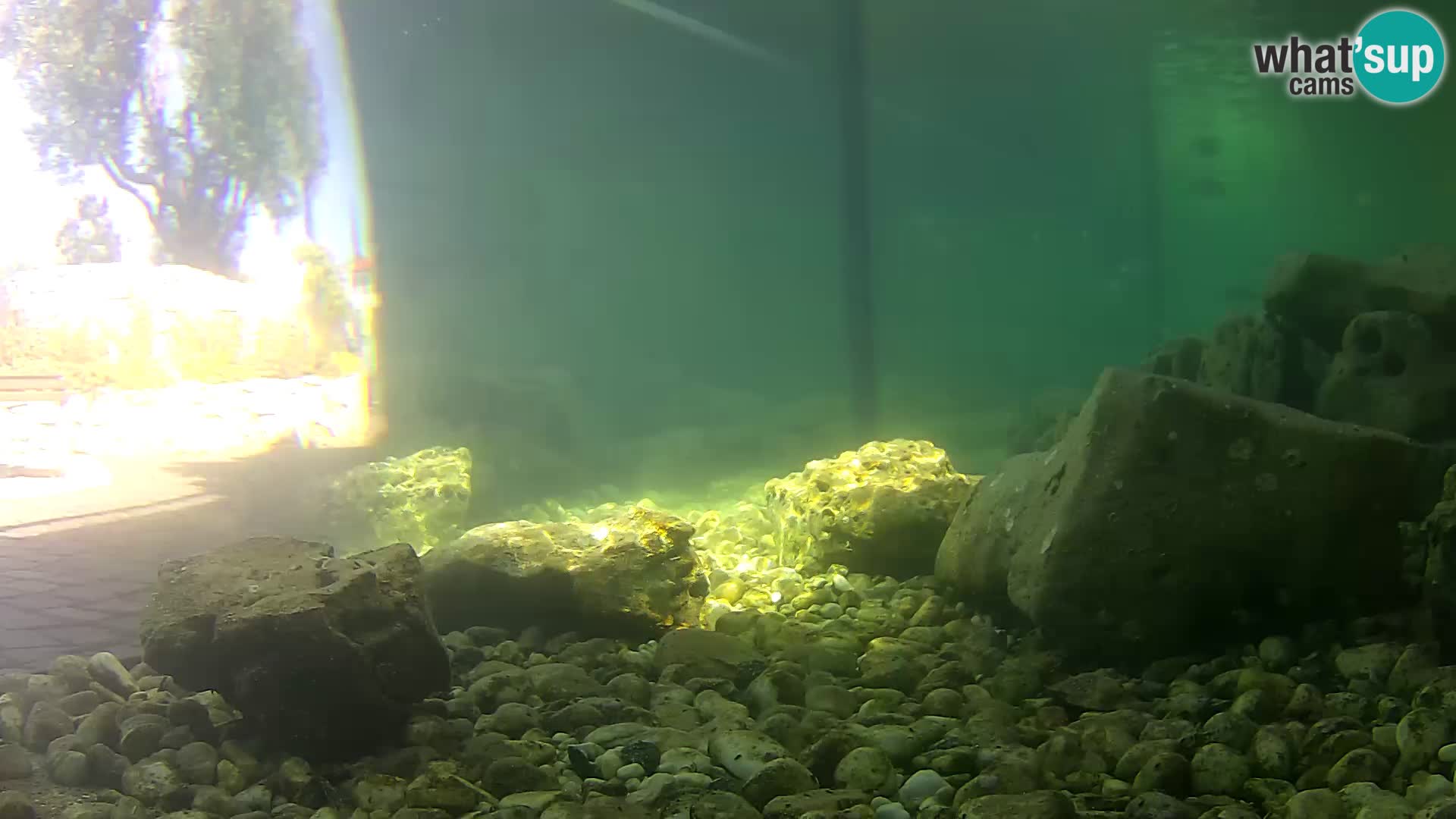 Aquario marino esterno –  Rogoznica livecam Croazia