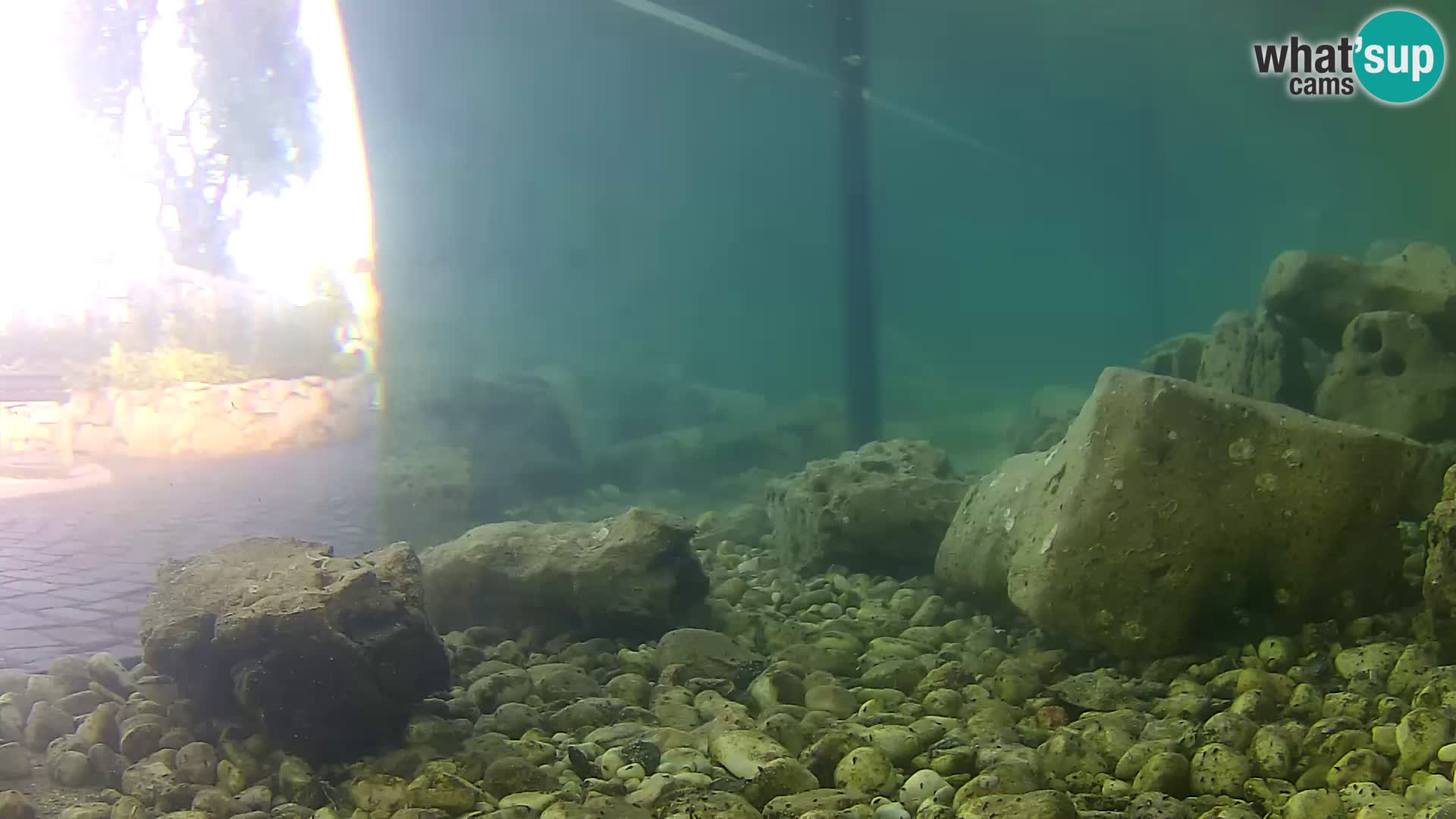 Acuario marino al aire libre Rogoznica webcam Croacia