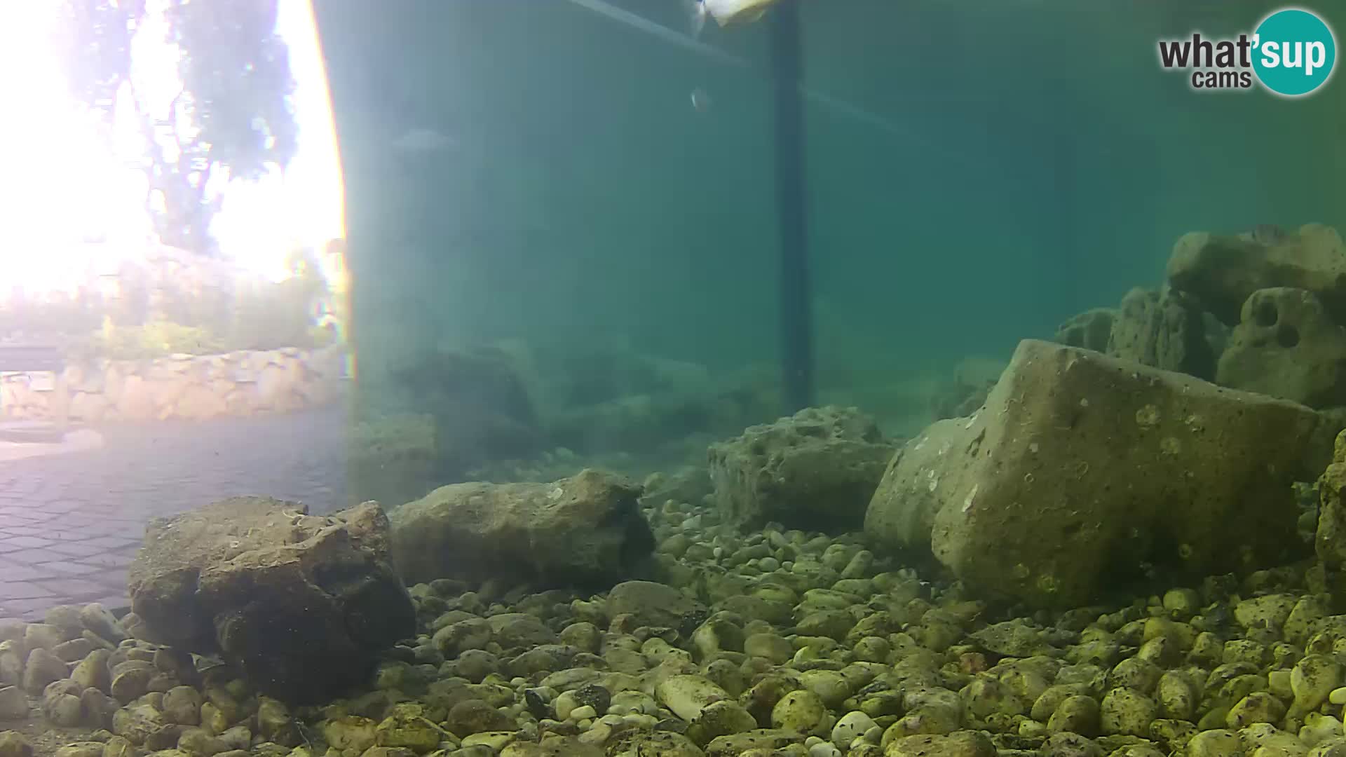Aquario marino esterno –  Rogoznica livecam Croazia