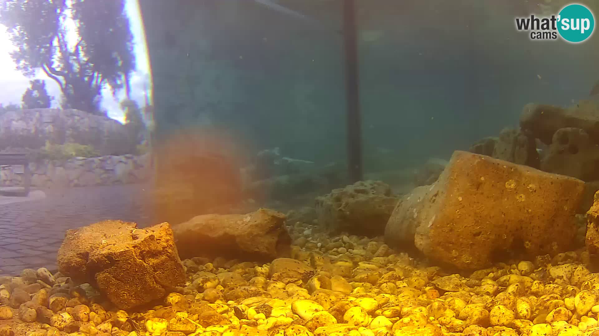 Outdoor Marine Aquarium Rogoznica webcam Croatia