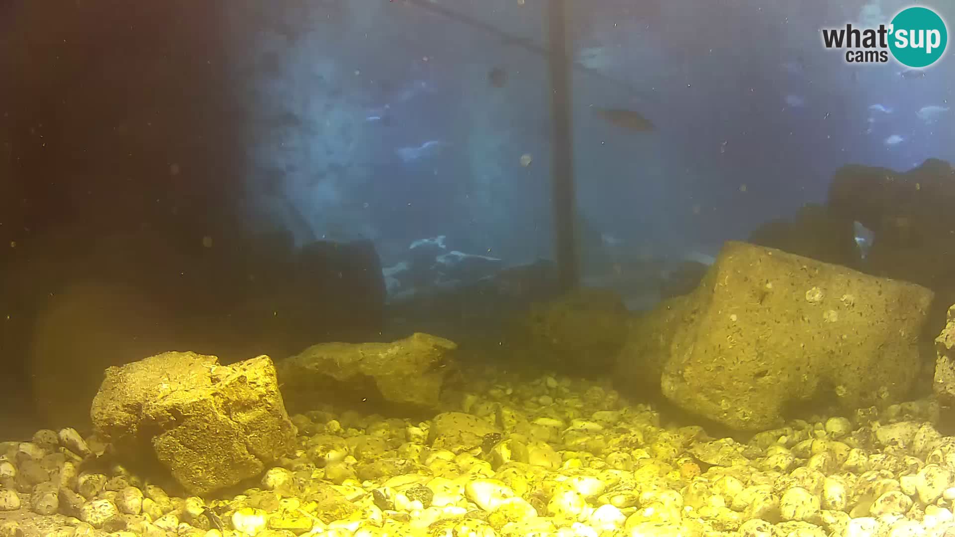 Zunanji morski akvarij Rogoznica spletna kamera Hrvaška
