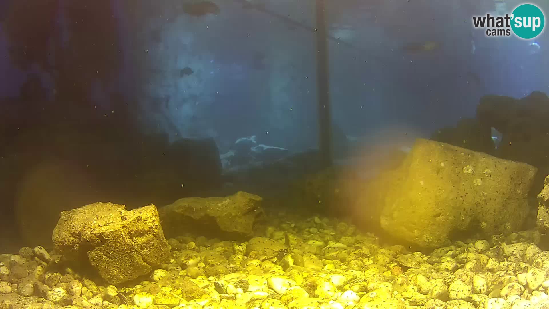 Acuario marino al aire libre Rogoznica webcam Croacia