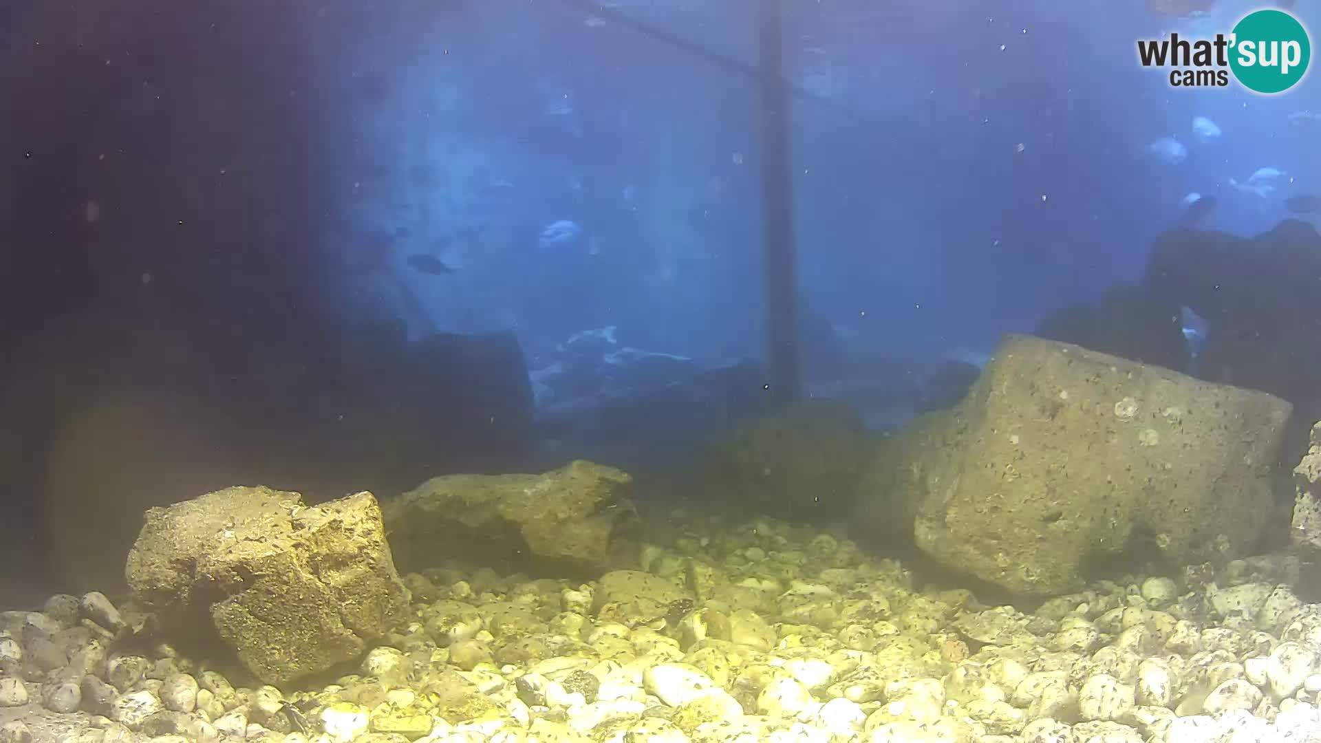 Acuario marino al aire libre Rogoznica webcam Croacia