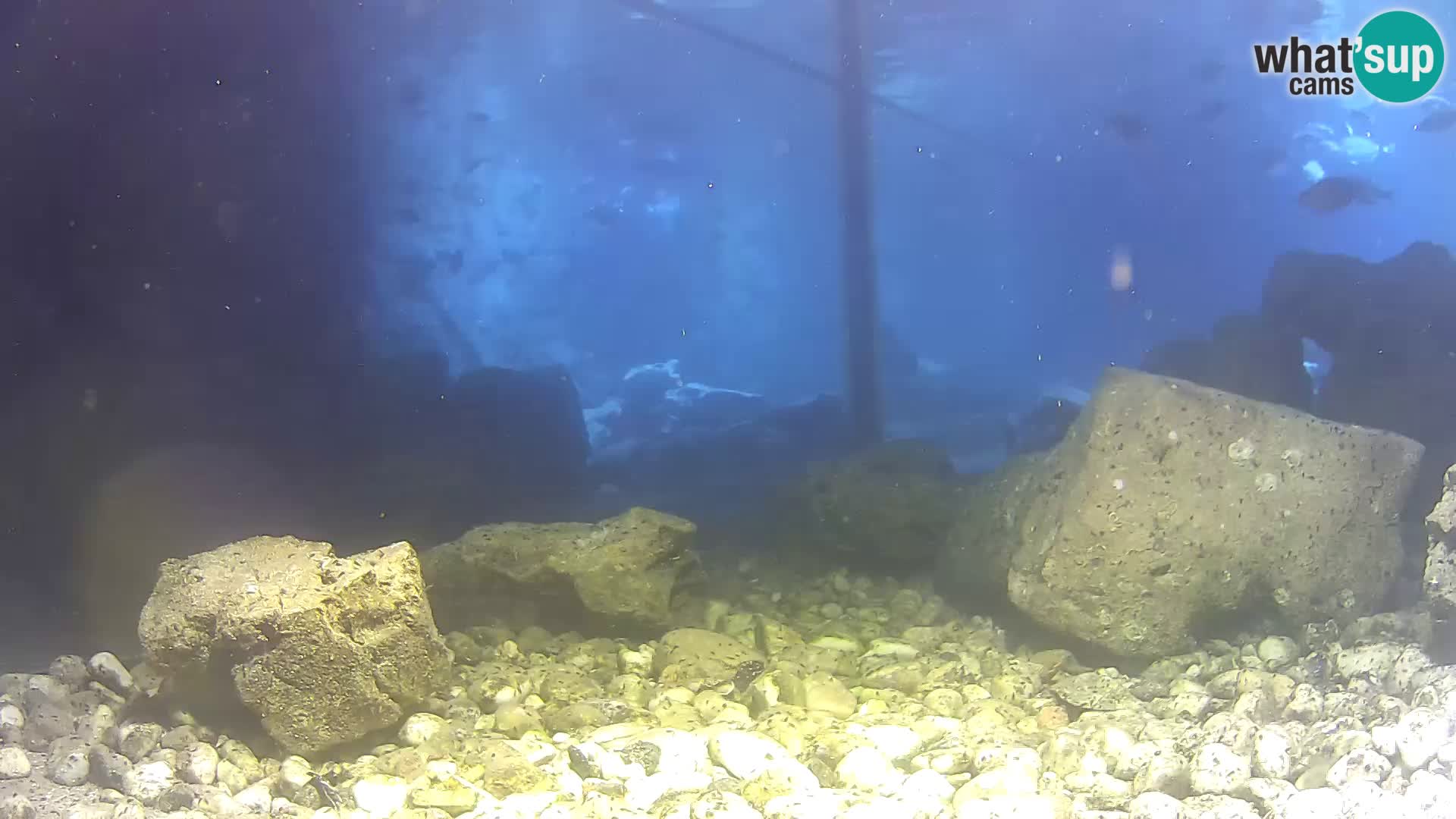 Webcam de l’aquarium marin extérieur de Rogoznica Croatie