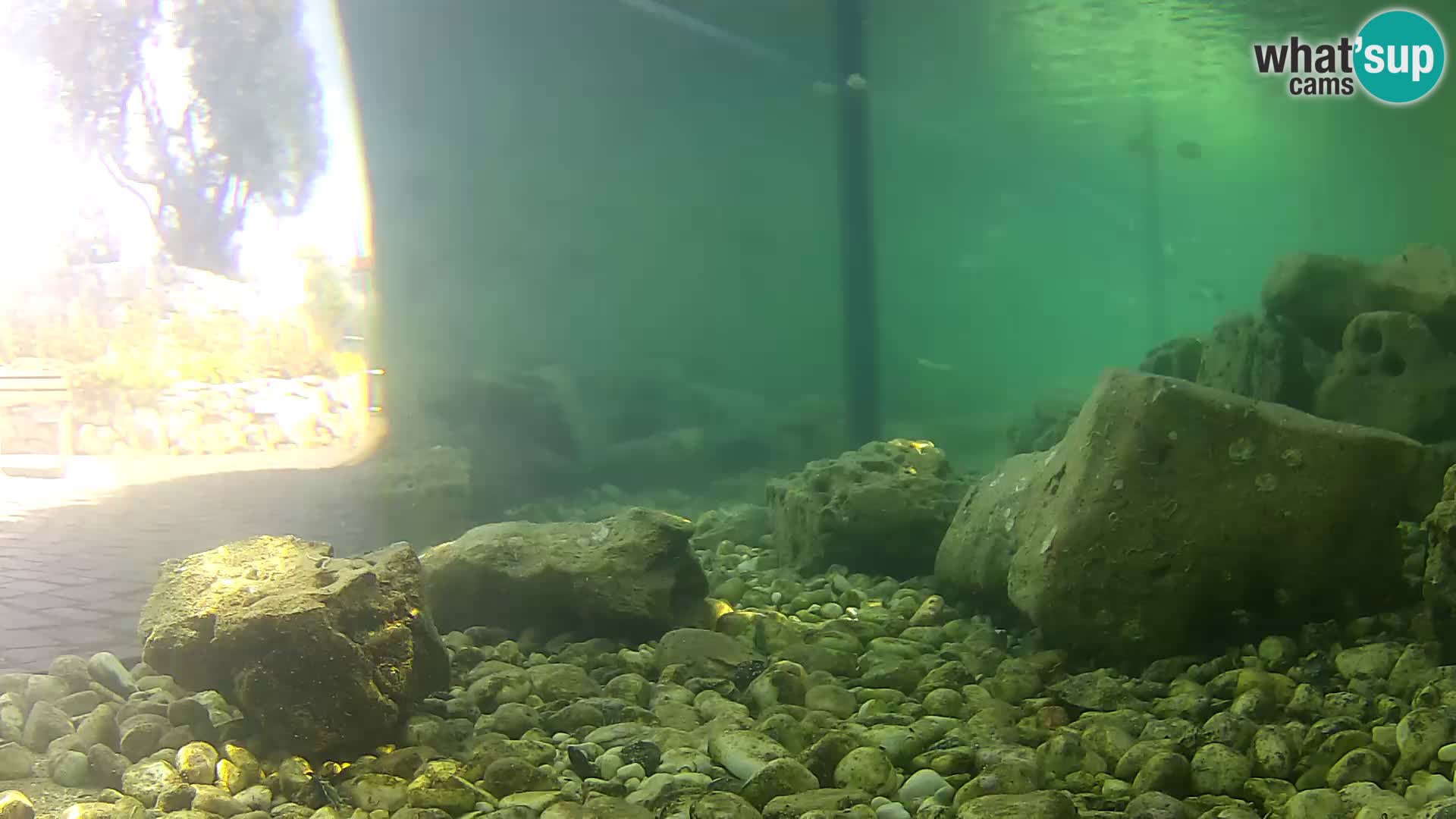 Outdoor Marine Aquarium Rogoznica webcam Croatia