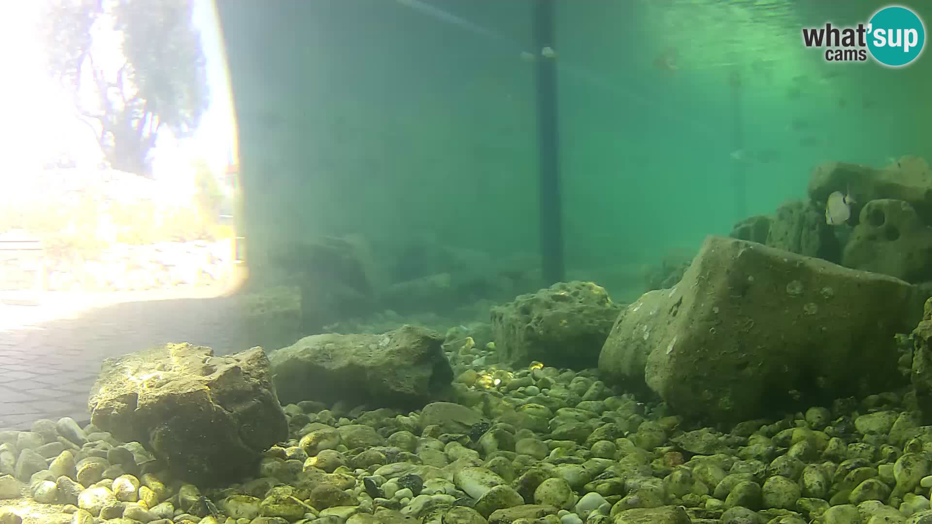 Aquario marino esterno –  Rogoznica livecam Croazia