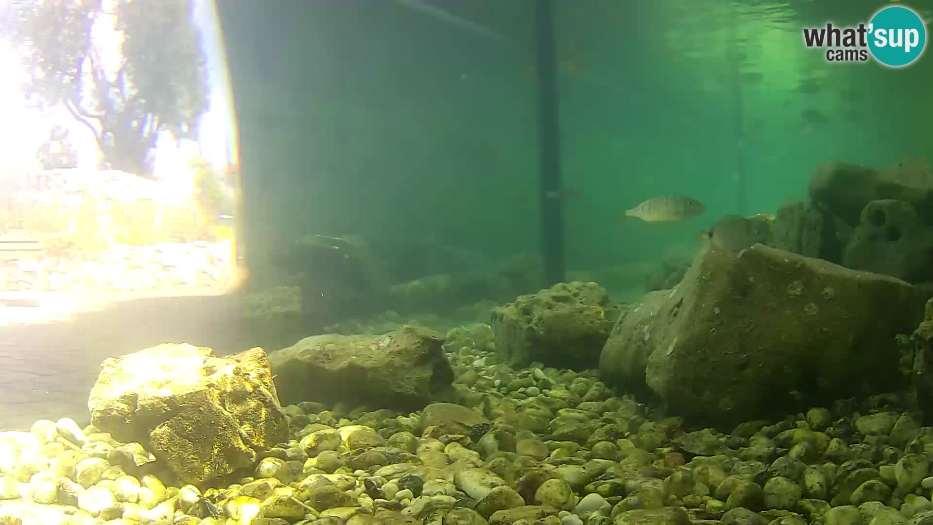 Webcam de l’aquarium marin extérieur de Rogoznica Croatie