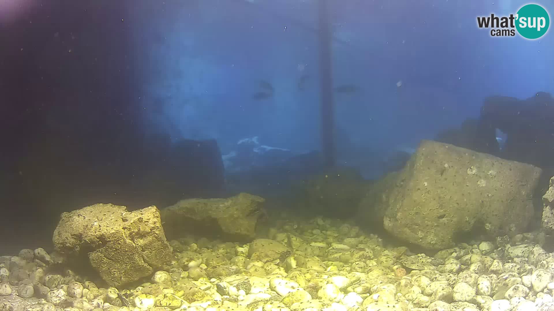 Webcam de l’aquarium marin extérieur de Rogoznica Croatie