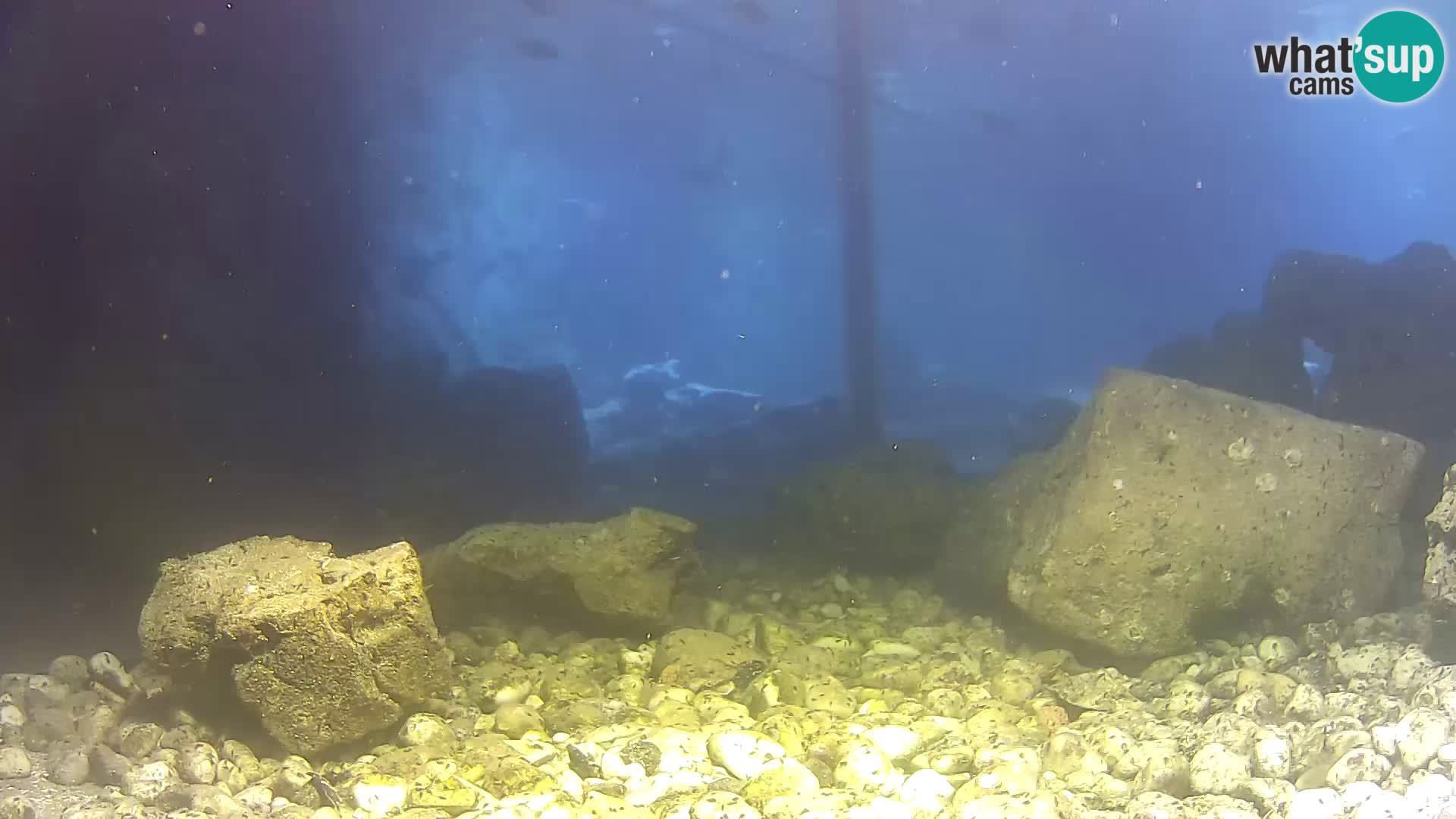Webcam de l’aquarium marin extérieur de Rogoznica Croatie