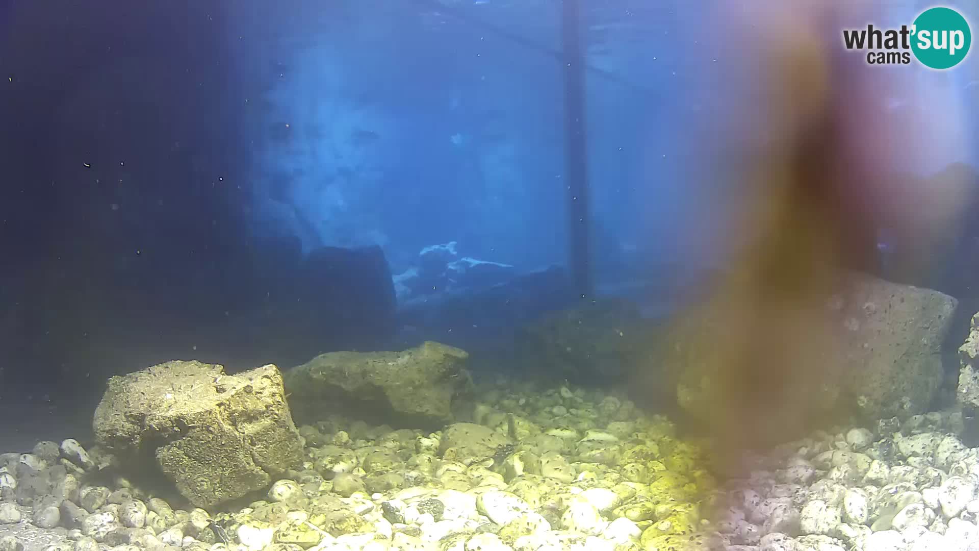 Zunanji morski akvarij Rogoznica spletna kamera Hrvaška