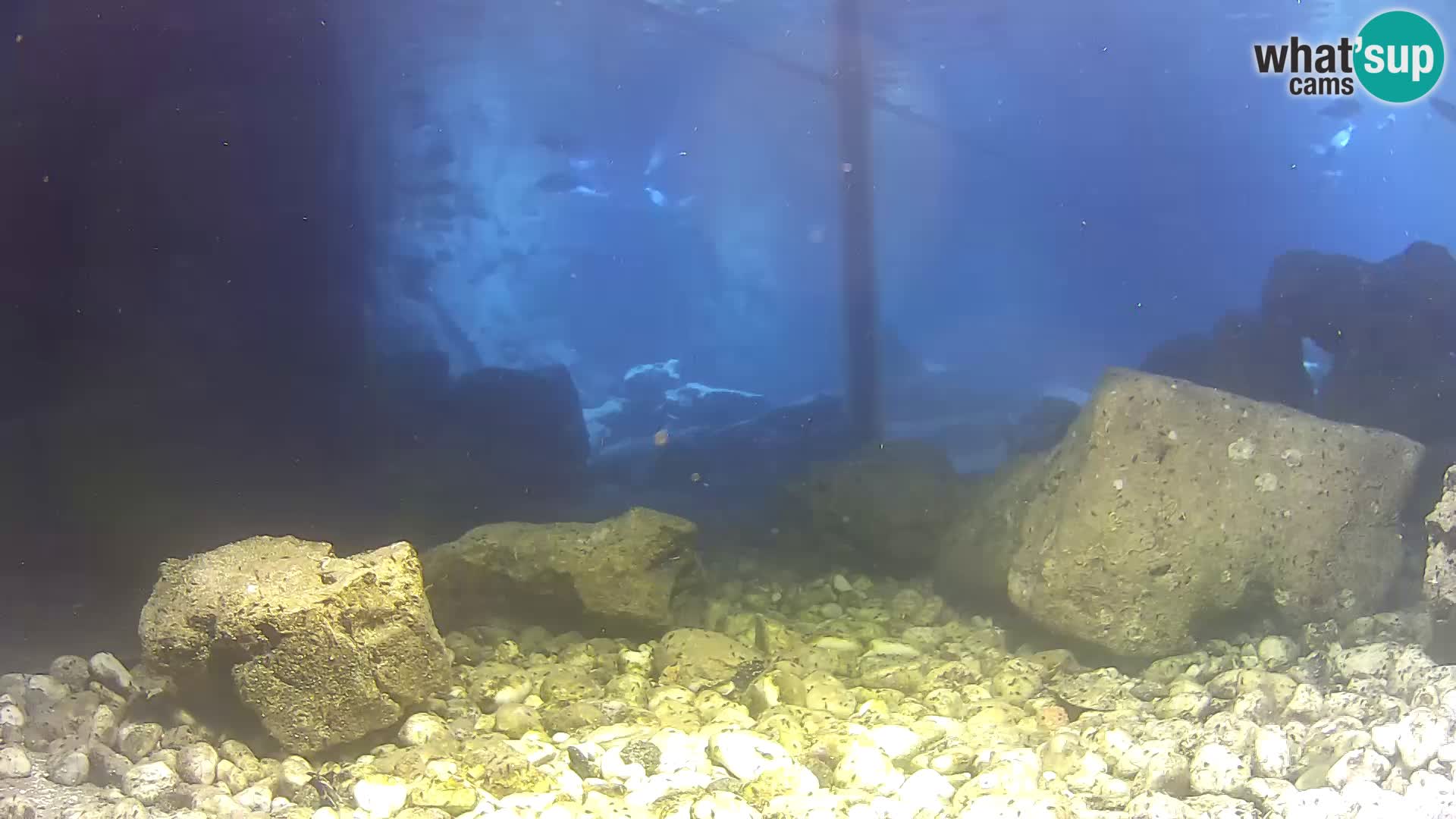 Marine Aquarium im Freien Rogoznica webcam Kroatien