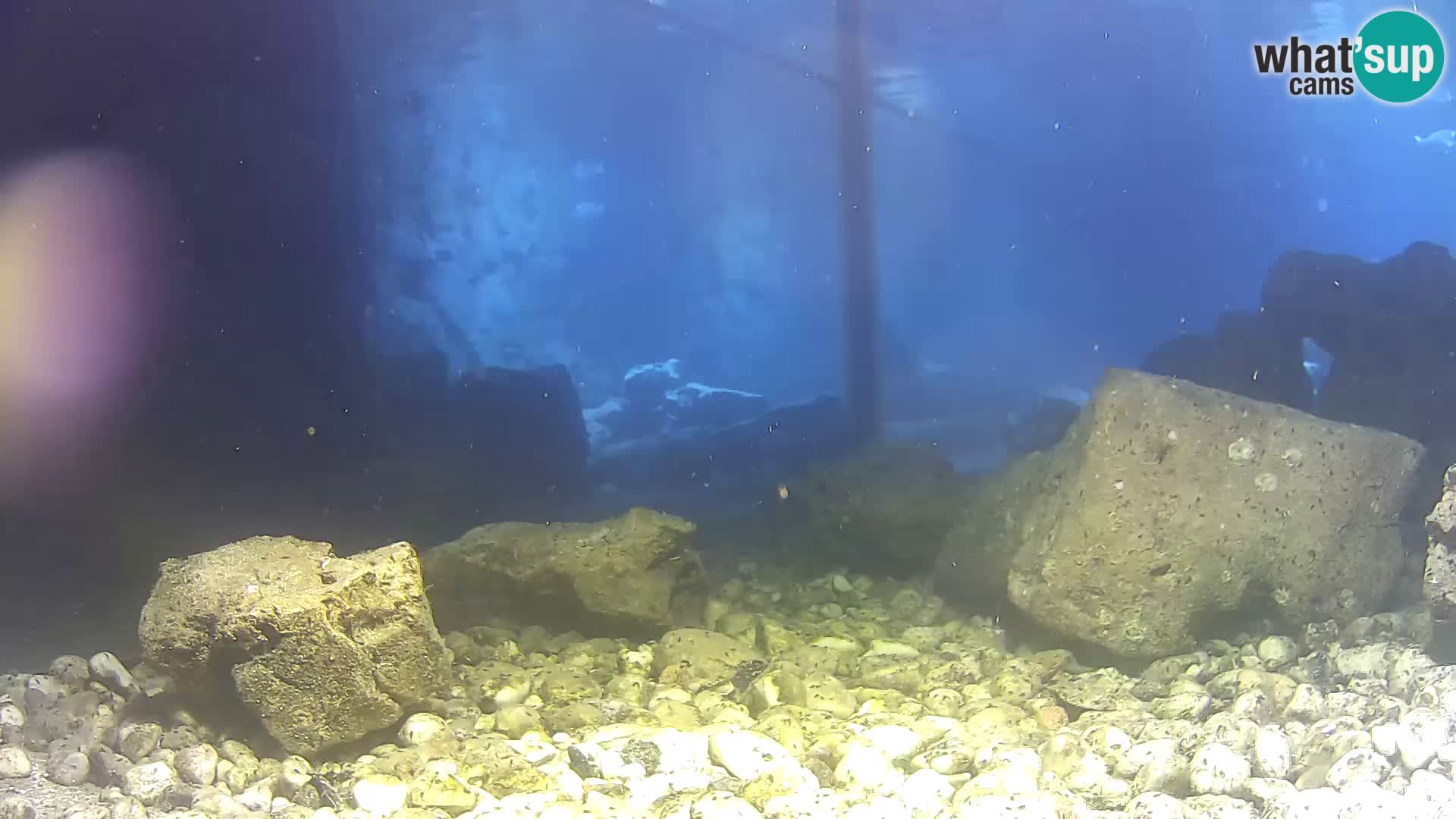 Aquario marino esterno –  Rogoznica livecam Croazia