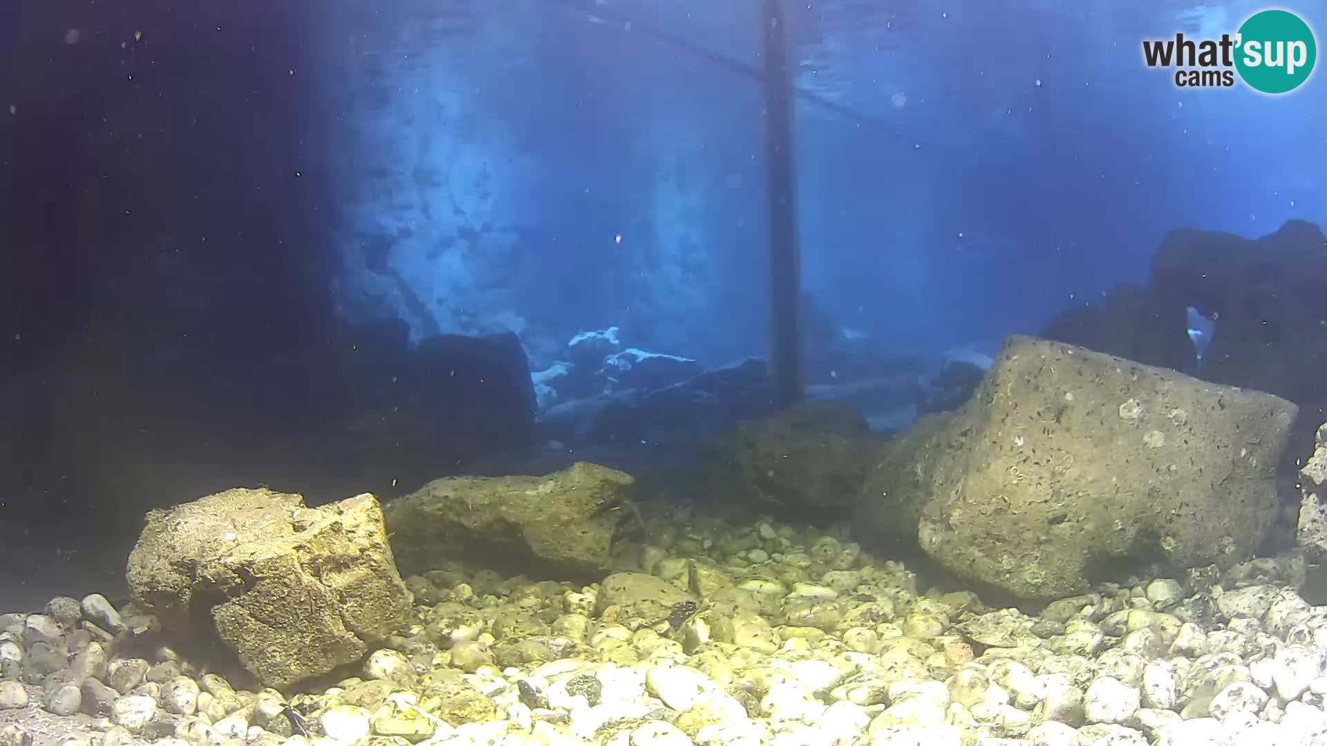 Acuario marino al aire libre Rogoznica webcam Croacia