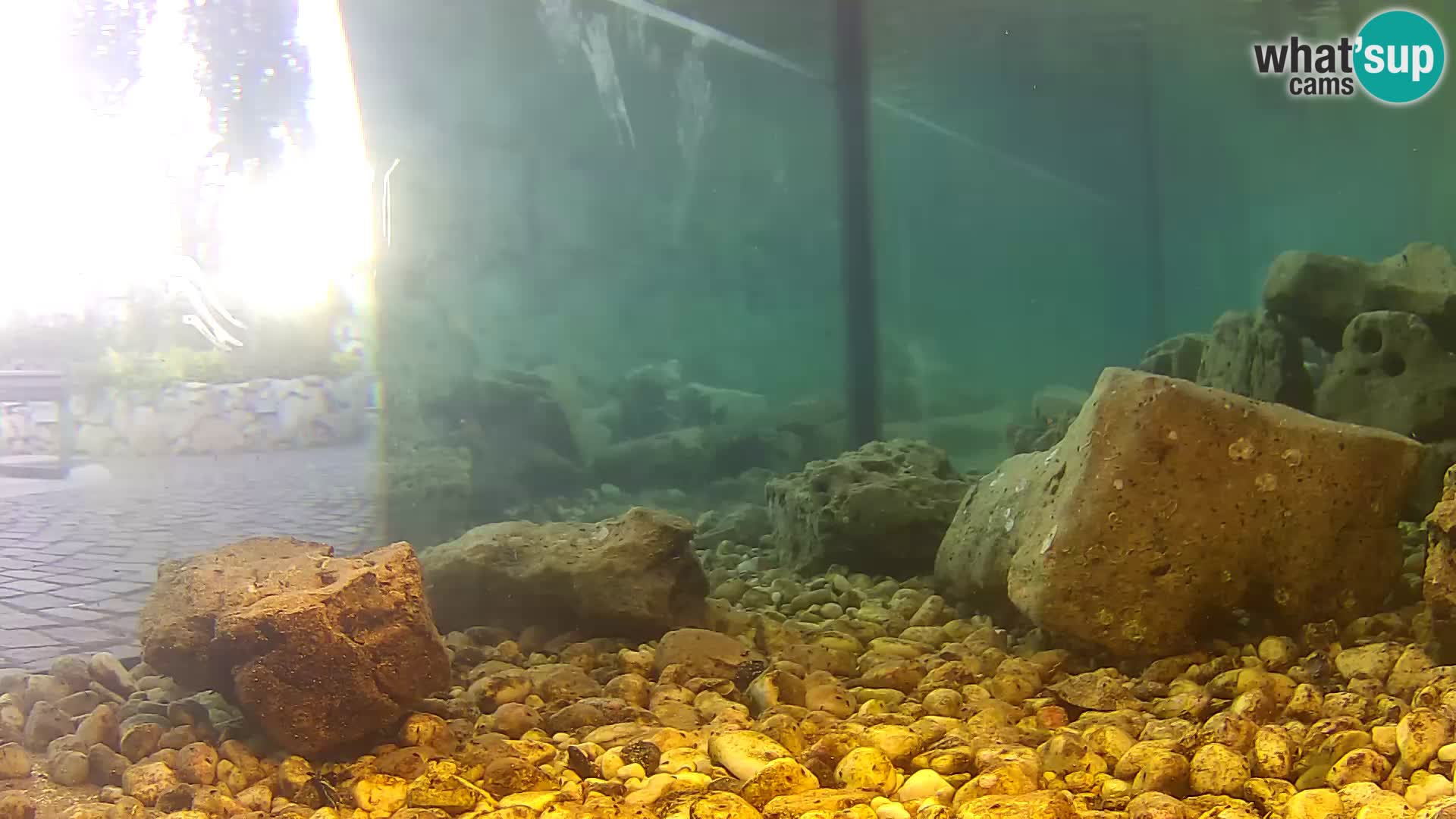 Aquario marino esterno –  Rogoznica livecam Croazia
