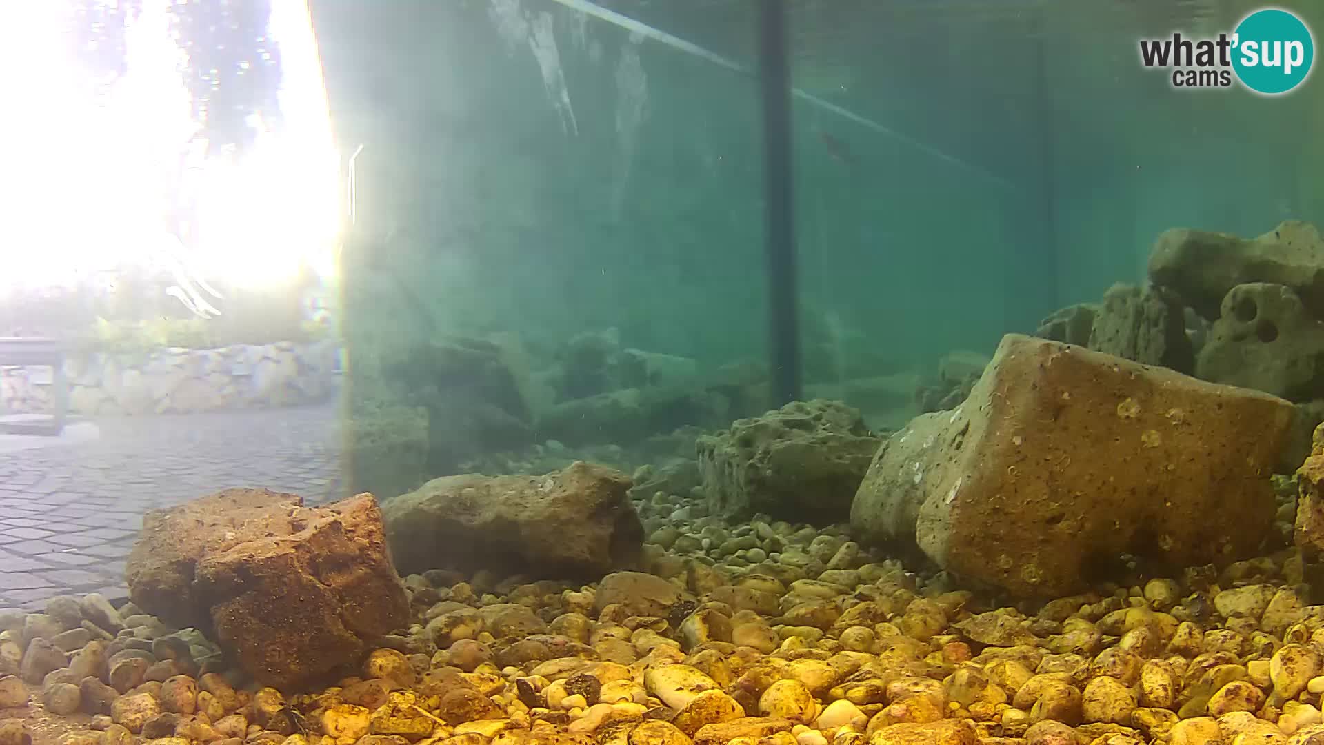 Acuario marino al aire libre Rogoznica webcam Croacia