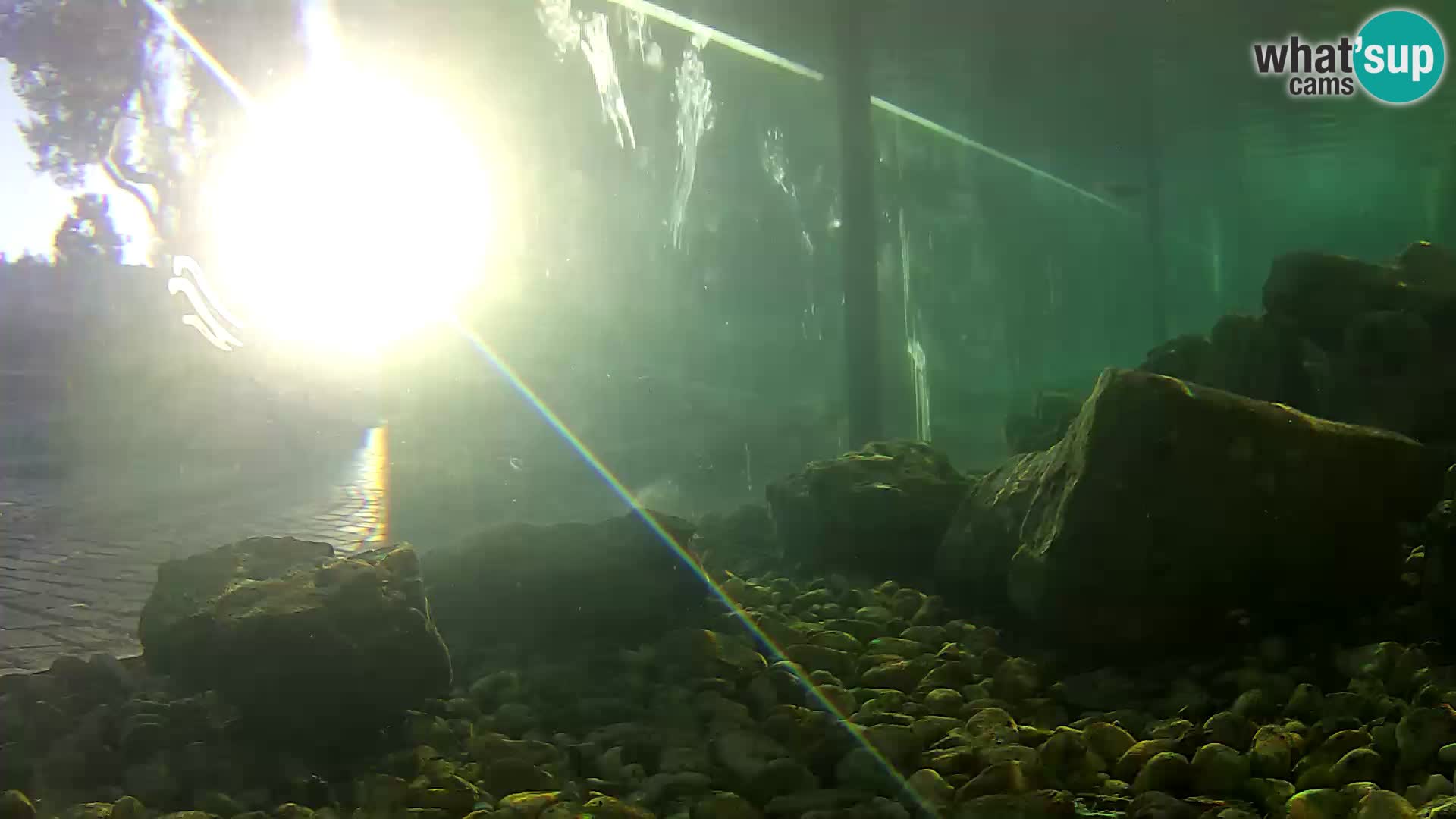 Aquario marino esterno –  Rogoznica livecam Croazia