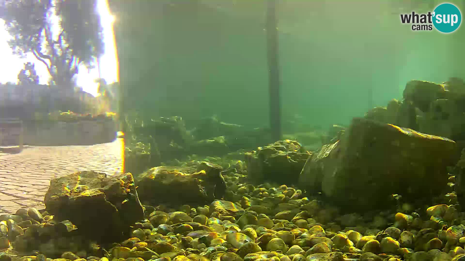 Outdoor Marine Aquarium Rogoznica webcam Croatia