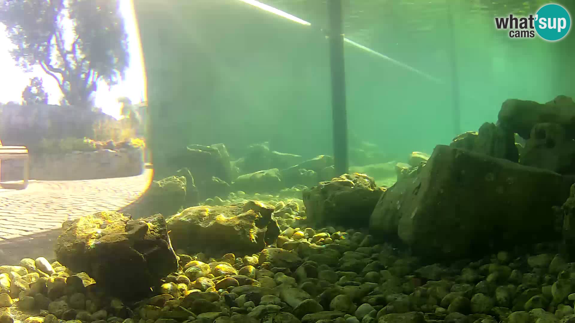 Webcam de l’aquarium marin extérieur de Rogoznica Croatie