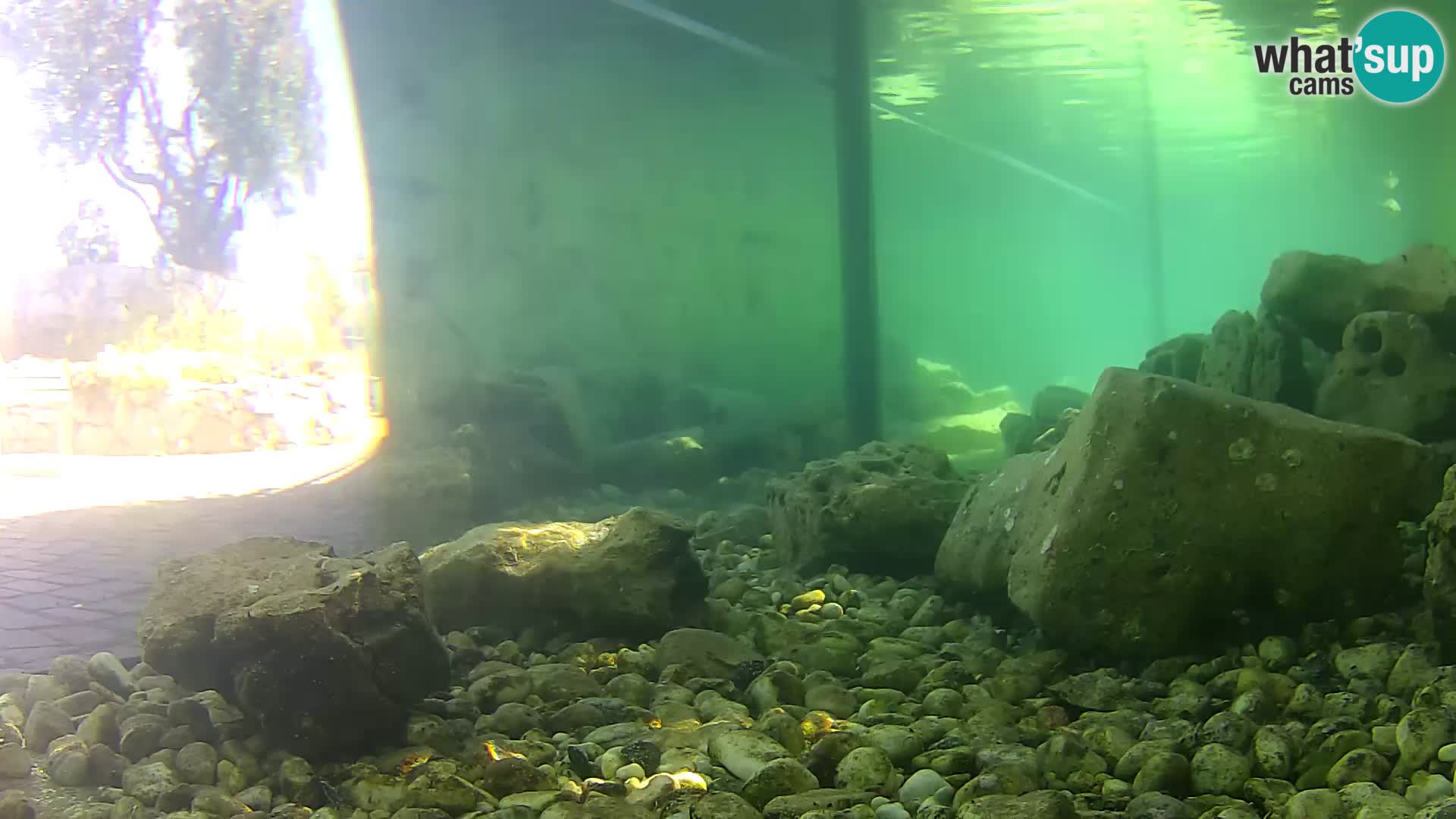 Outdoor Marine Aquarium Rogoznica webcam Croatia