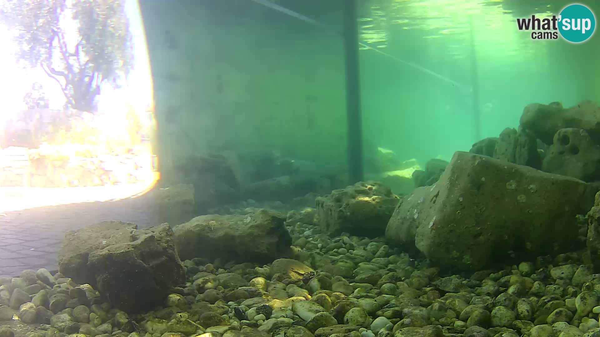 Webcam de l’aquarium marin extérieur de Rogoznica Croatie
